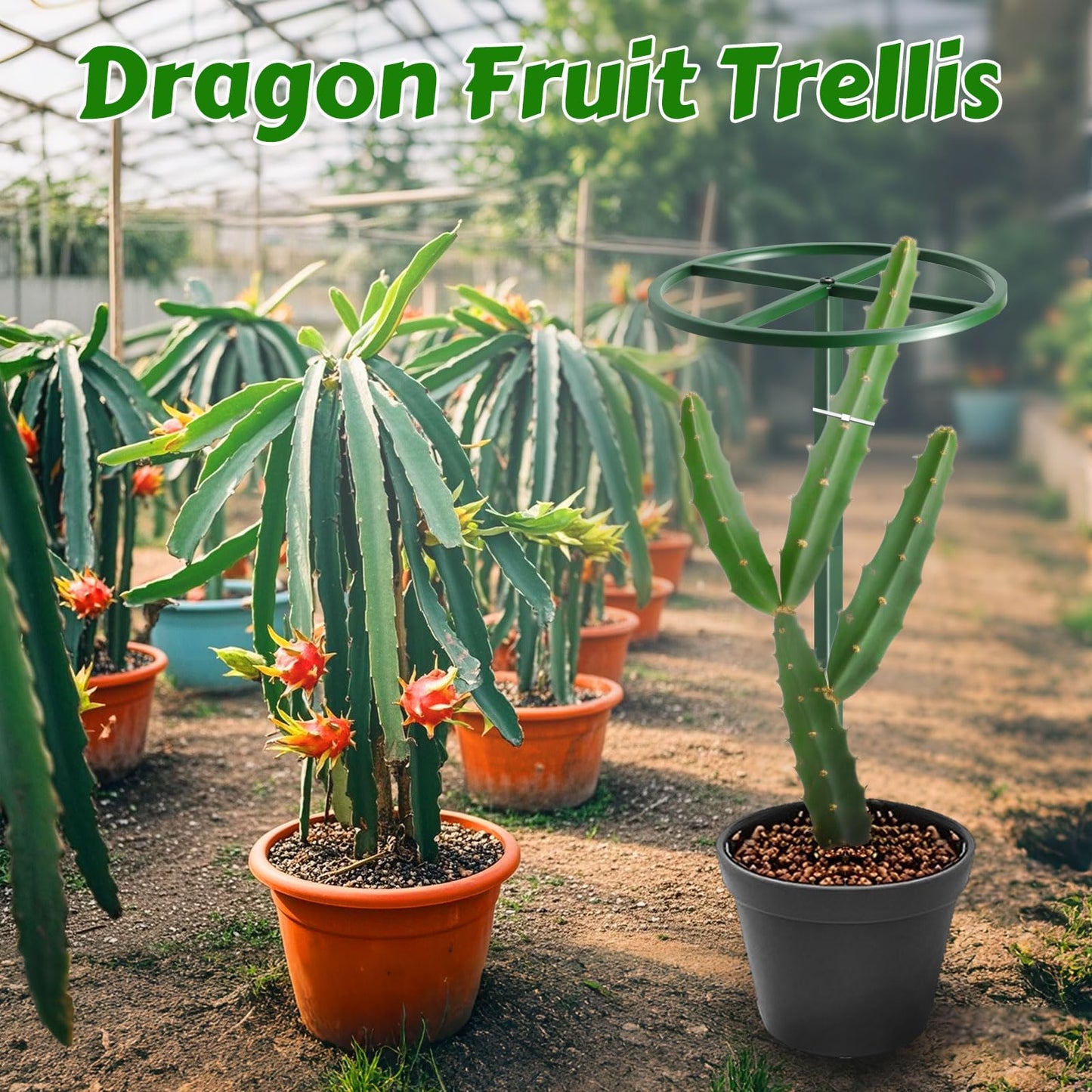 Gavinjitao 62" Round Metal Dragon Fruit Trellis，Adjustable Dragon Fruit Plant Trellis for Vertical Gardening and Climbing Plants Trees Cactus Garden Outdoor Indoor Potted Support Green
