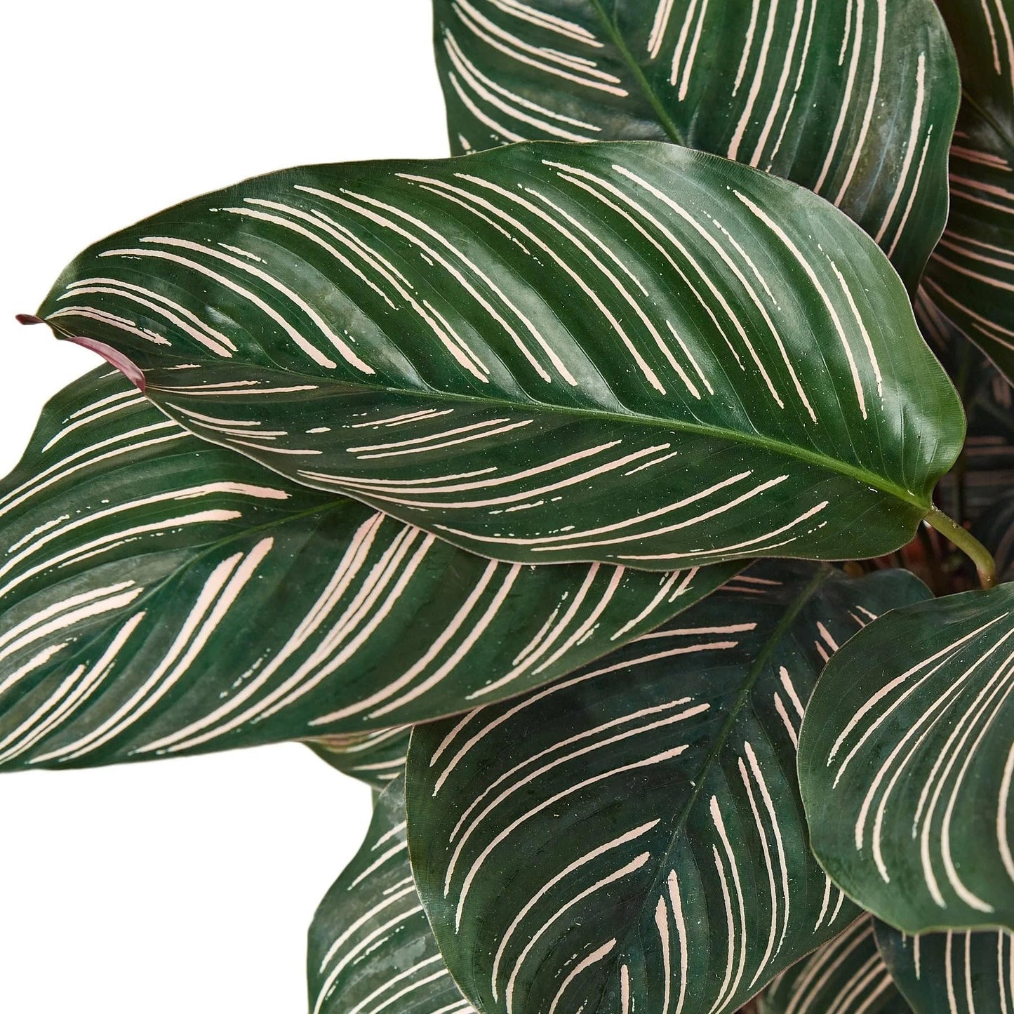 Calathea 'Ornata' | Live Plant for Indoor & Outdoor | for Living Room, Office, Bathroom | (4" Pot)