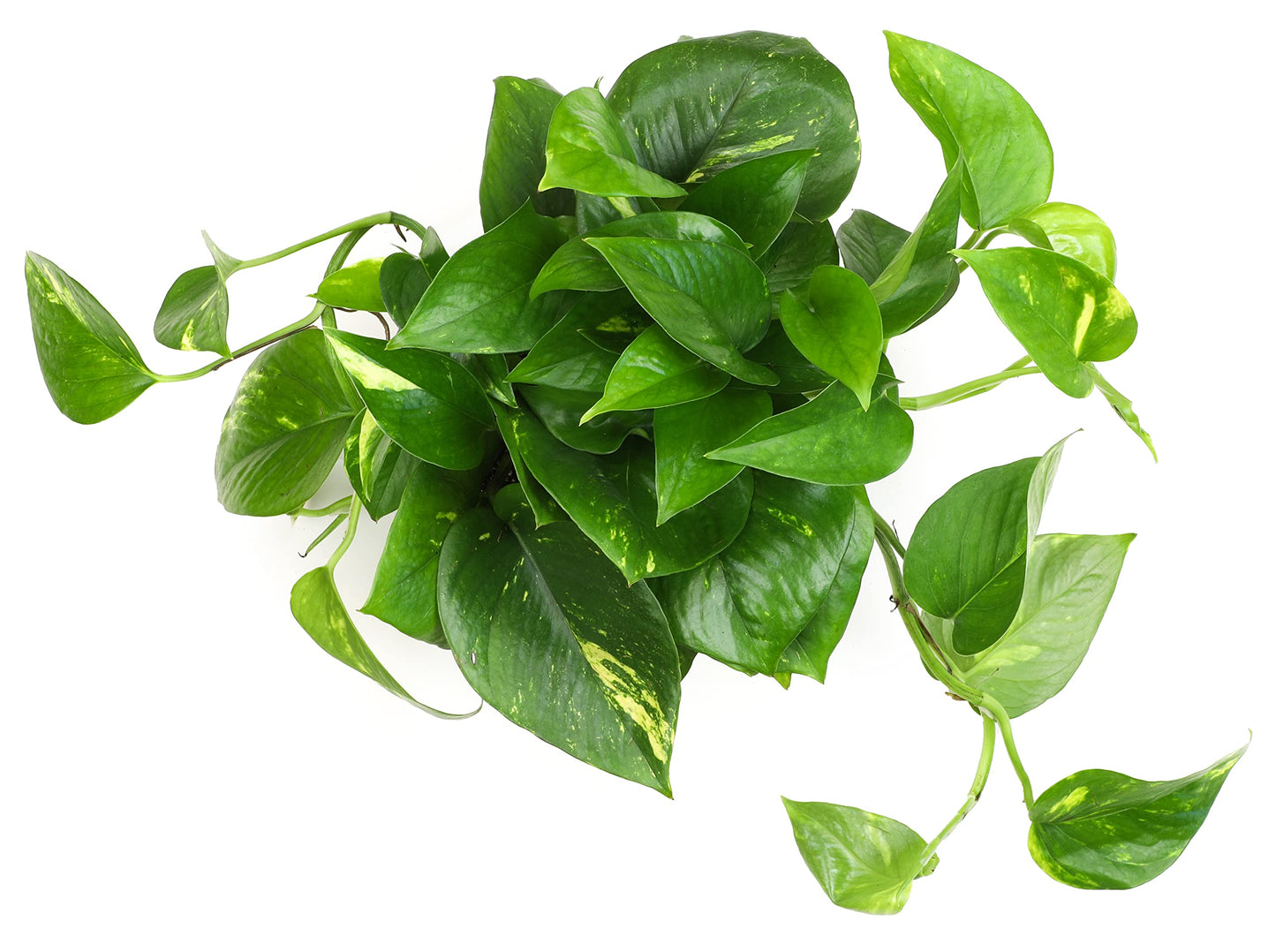 Golden Pothos Plant Live in Hanging Planter Pot Live by Plants for Pets, 1 Count