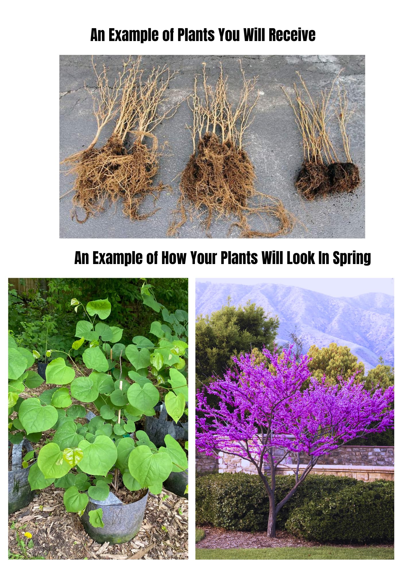 2 Eastern Redbud Plants Live Trees, Cold Hardy Dormant, 8 Inc to 15 Inches Tall Seedlings, Early Spring Blooms, Purple Flowers Bloom, Bare Roots