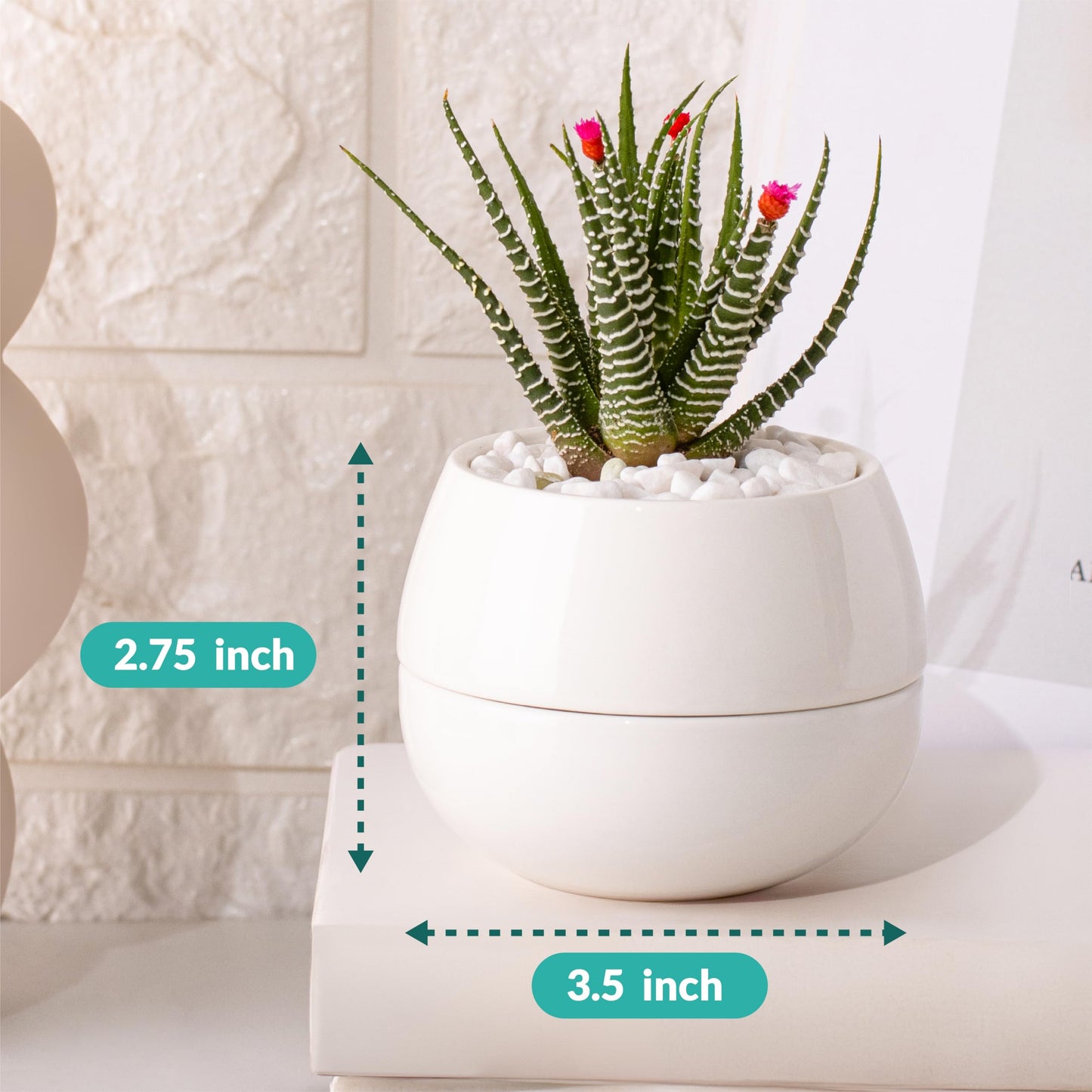 Willowy Small Succulent Pot (1 Pack) - Succulent Pots with Drainage Tray - Ceramic Plant Pots, Cactus/Succulent Planters, Small Flower Pot - No Succulents/Plants Included