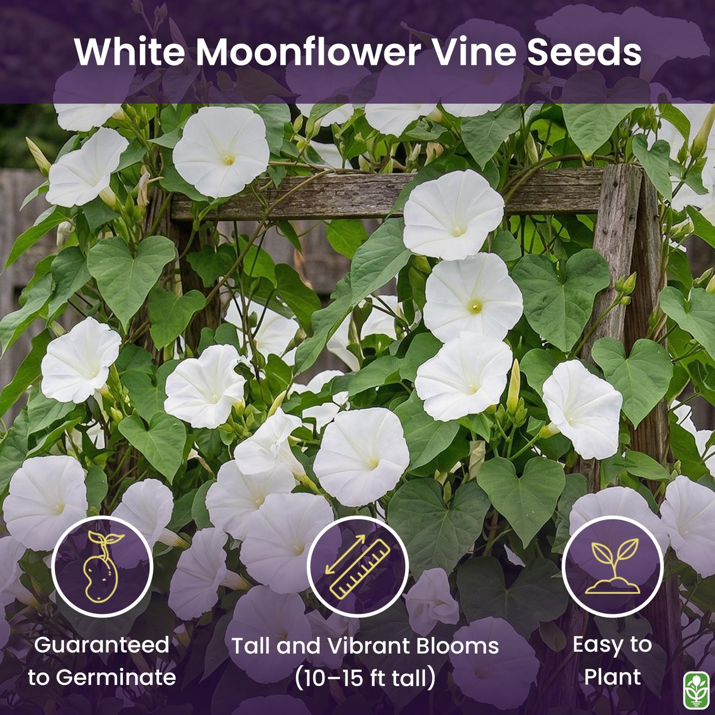 White Moonflower Vine Seeds - Climbing Vine Up to 15 Feet - Fragrant