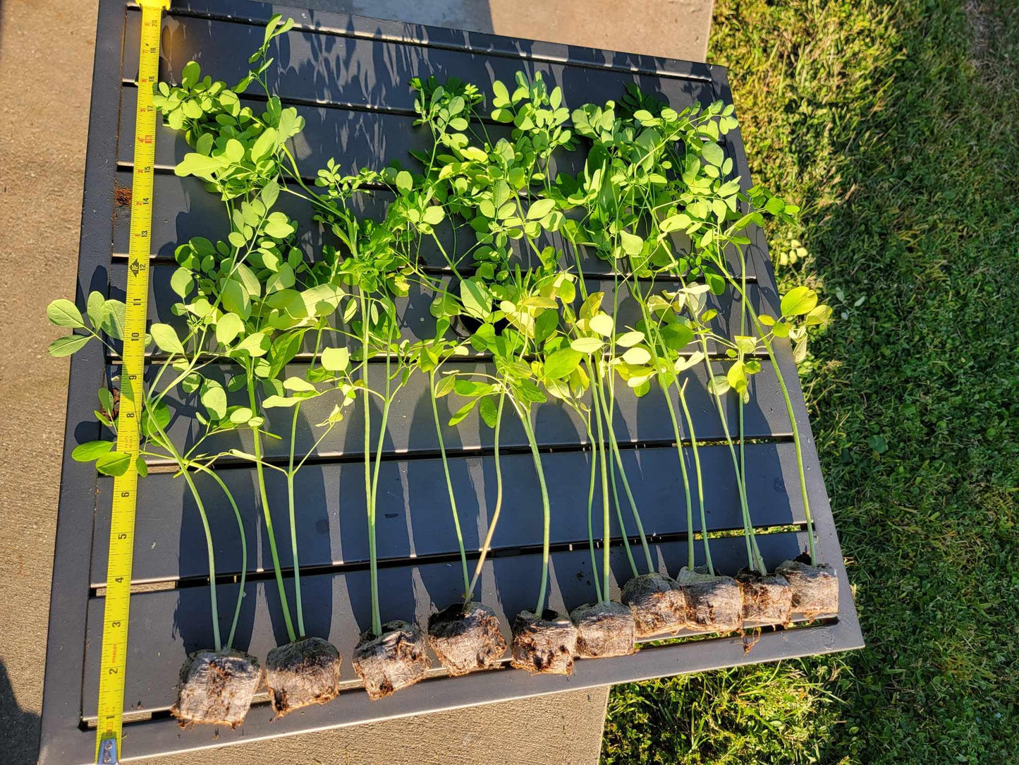 Moringa Plants 5 Moringa Trees Live Plants with Free Moringa Seeds - Moringa Oleifera - Drumstick Tree - Miracle Tree - Natural Herb