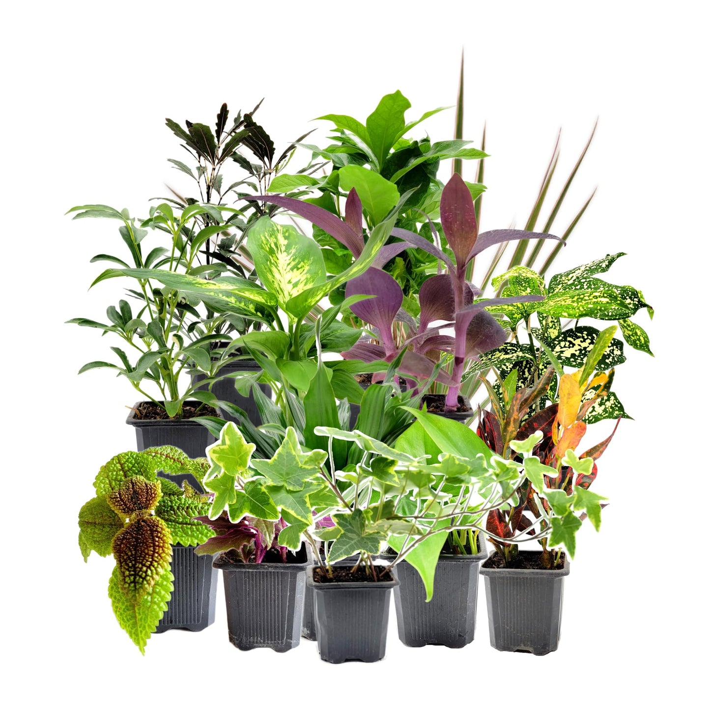 4PK 3'' Pot Live Plant Collection, No Duplicates for up to Four Packs (16 Plants), Live Indoor Houseplants, Live House Plants, Easy to Grow, Indoor Gardening, Home, Office Décor, Gifts