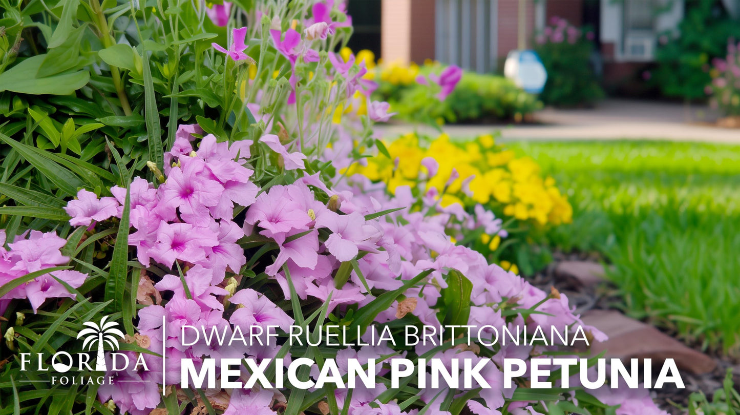 Katie's Dwarf Mexican Petunia Pink | 10 Live Plants | Ruellia brittoniana | Compact Flowering Perennial | Low Growing Pollinator Favorite for Walkways Borders Containers Landscaping