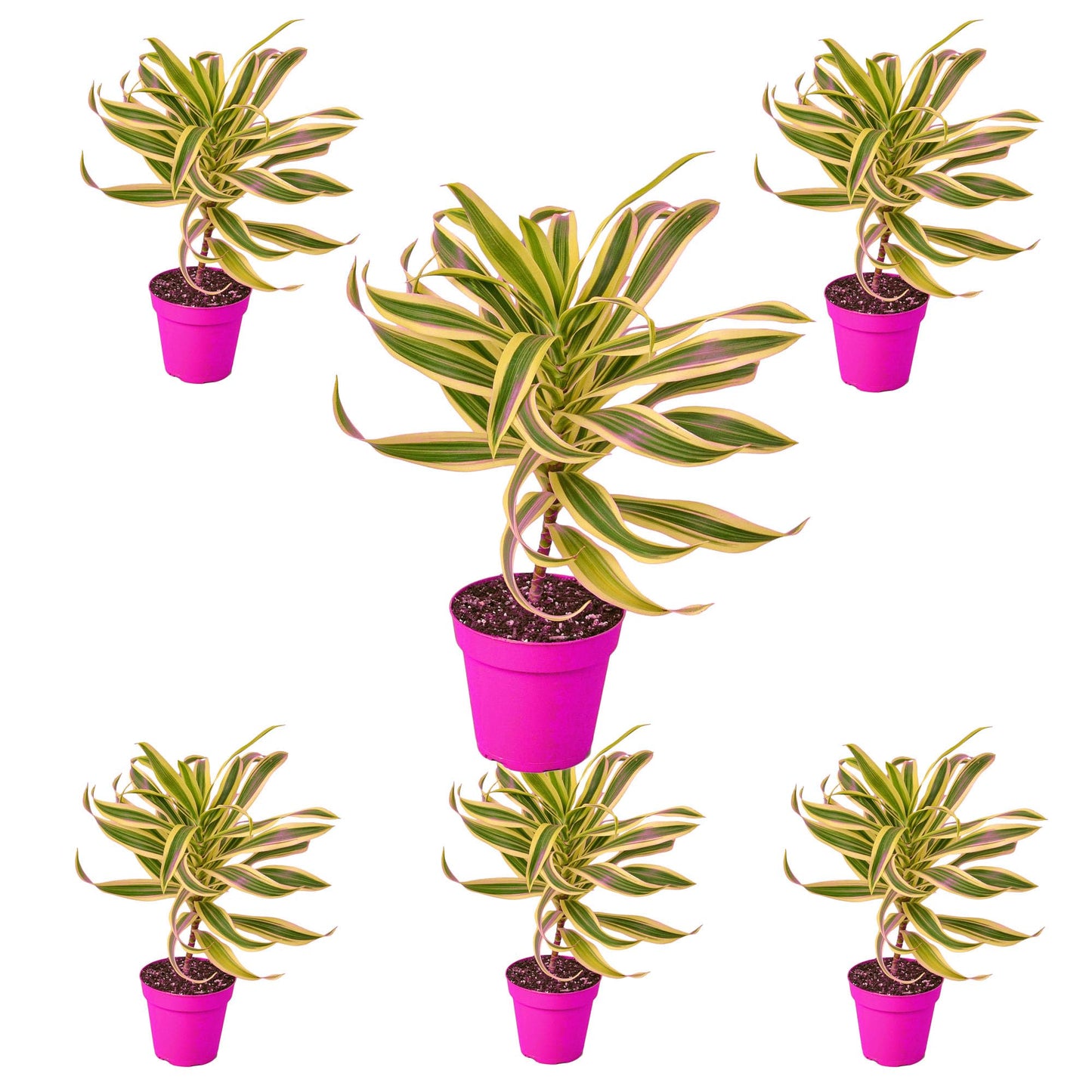 6 Pack Dracaena 'Song of India' in 6in Pot - Live Plants Tropical Houseplants | Variegated | USA Growers | The Snobby Leaf
