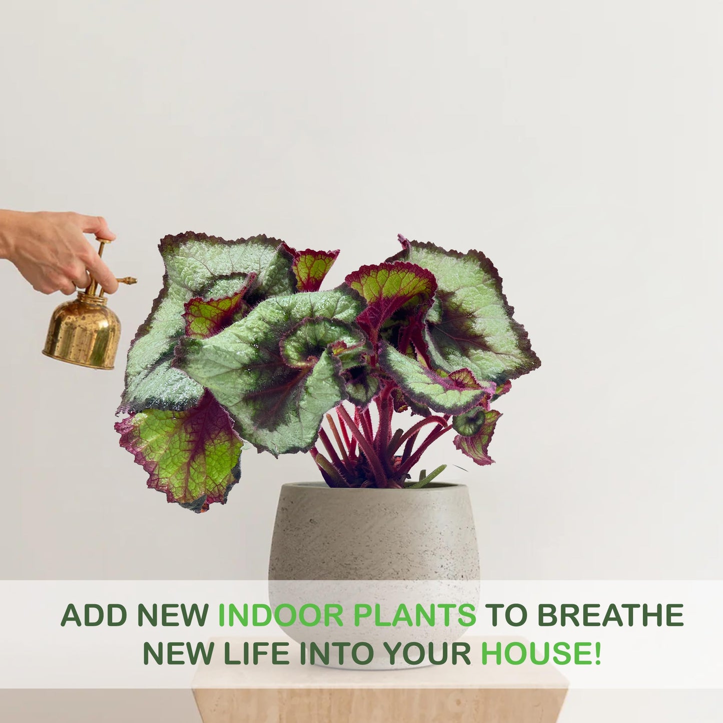 LEAL PLANTS ECUADOR Begonia Rex Escargot (Pack of 2) – Attractive Indoor Plant,Easy Care, Air-Purifying House Plant for Wellness & Home Decor, Office Desk, Unique Sustainable Gift for Plant Lovers