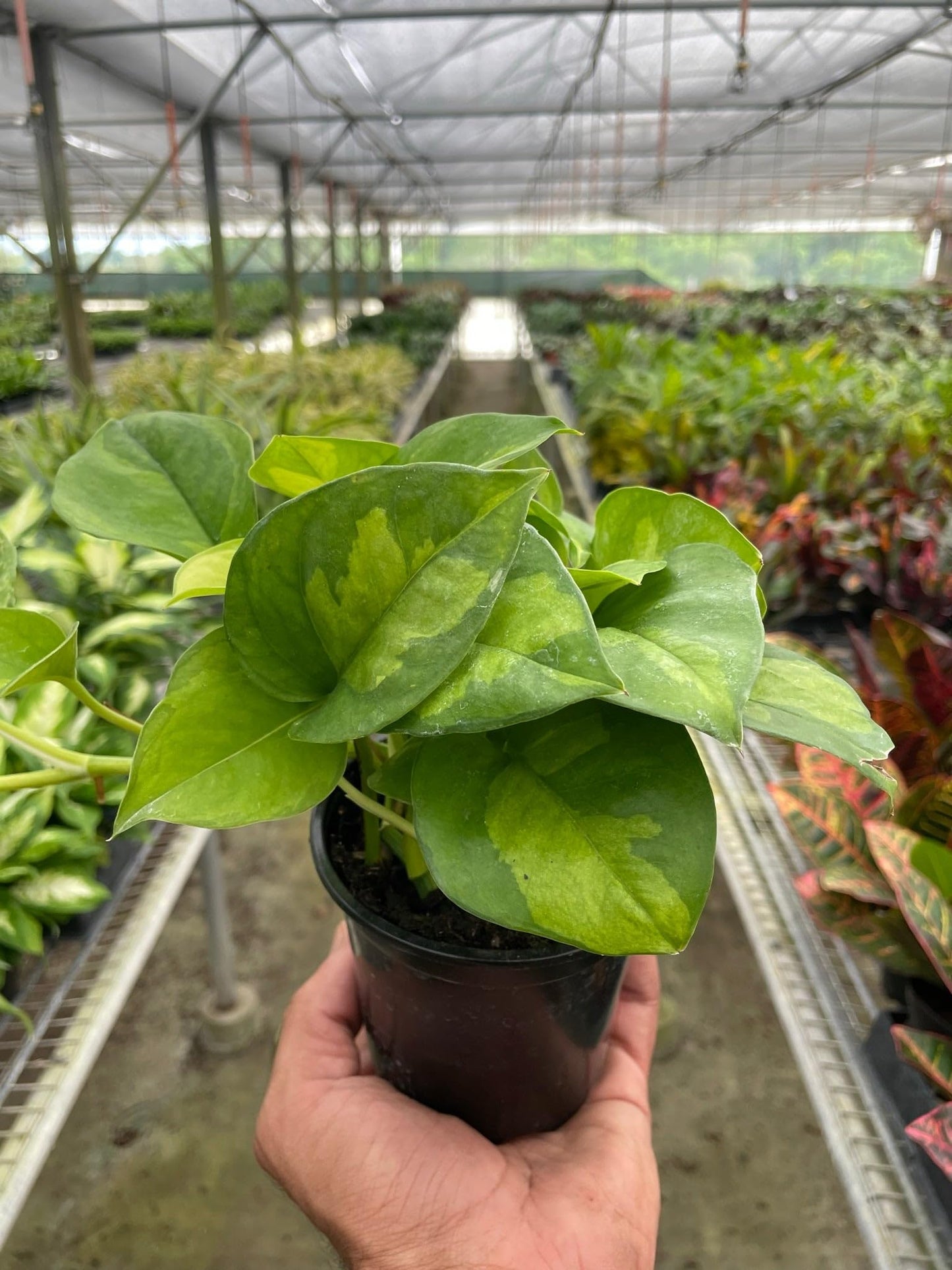 Pothos 'Global Green' | Live Plant for Indoor & Outdoor | for Living Room, Office, Bathroom | (4" Pot)