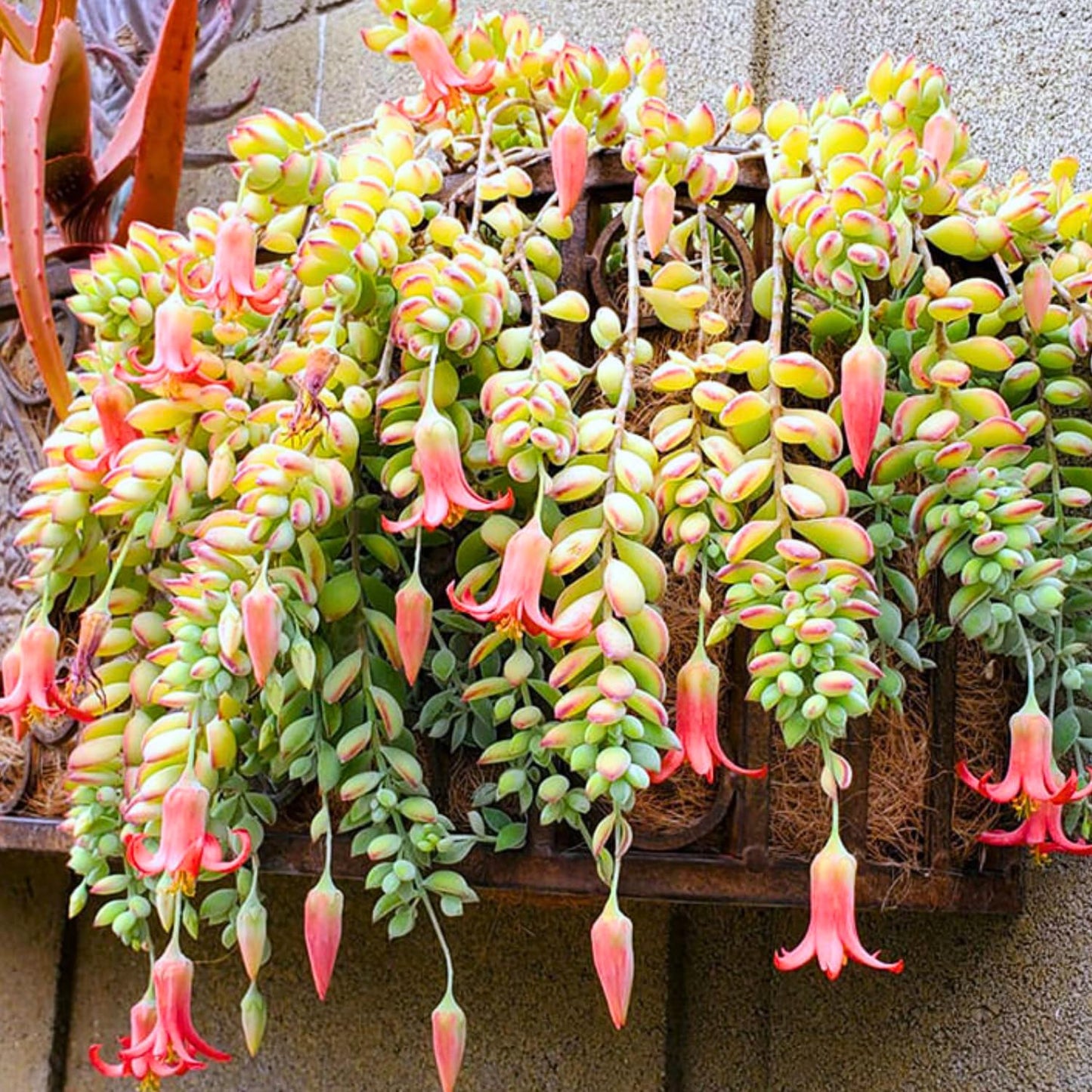 1 Cotyledon Pendens Succulent Plant Live, Trailing Succulent Live Houseplant in 2 Inch Pot, Ornamental Cotyledon Pendens