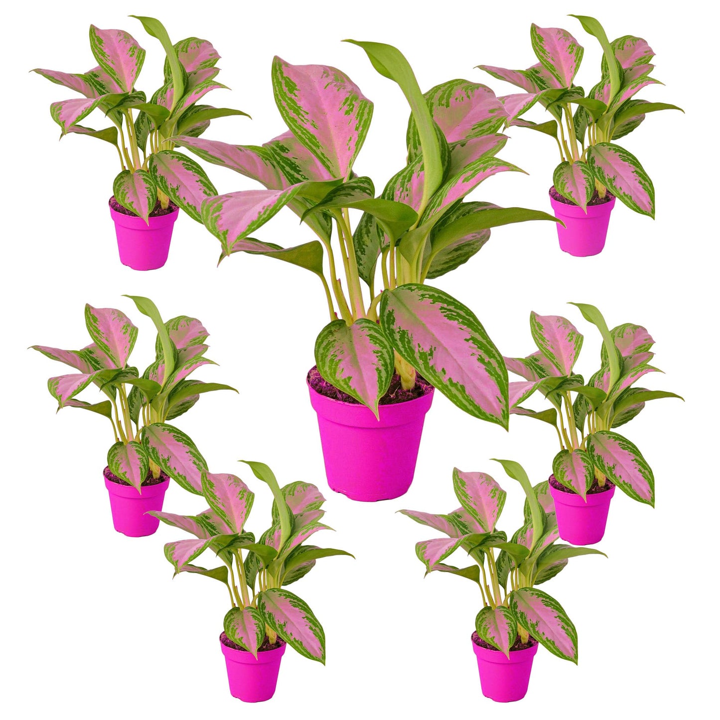 7 Pack Chinese Evergreen 'Silver Bay' in 6in Pot - Live Plants Tropical Houseplants | Variegated | USA Growers | The Snobby Leaf