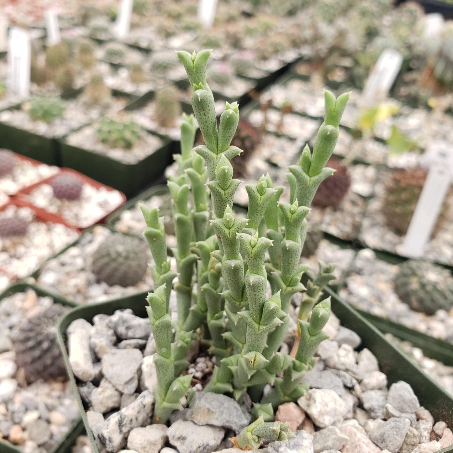 Ruschia perfoliata Cacti Cactus Succulent Real Live Plant