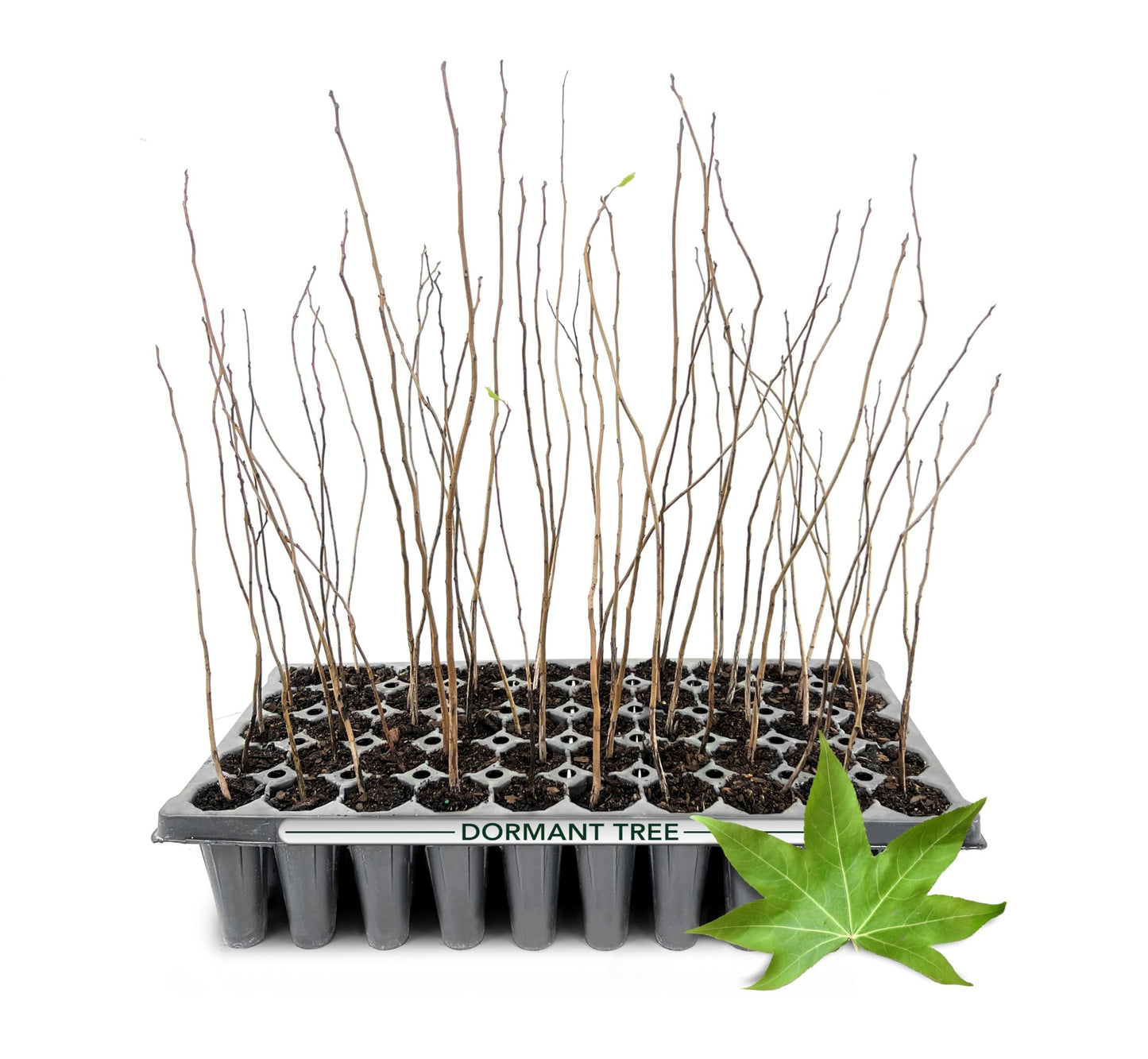 Sweetgum Tree | 3 Live Plants | Liquidambar Styraciflua | Fast-Growing Shade | Vibrant Fall Color Landscaping