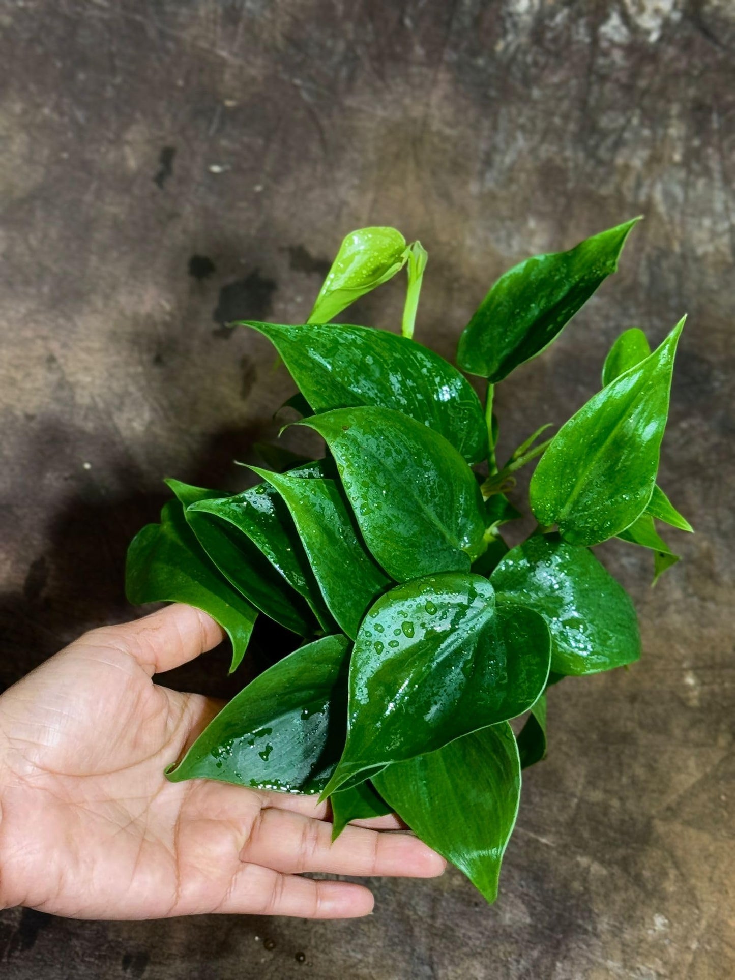 PLANTVERS Jade Philodendron in a 4" Nursery Pot – Philodendron Cordatum – Heartleaf Green Plant – Easy Care Vining Houseplant – Low Light Indoor Plant – Air Purifying Plant