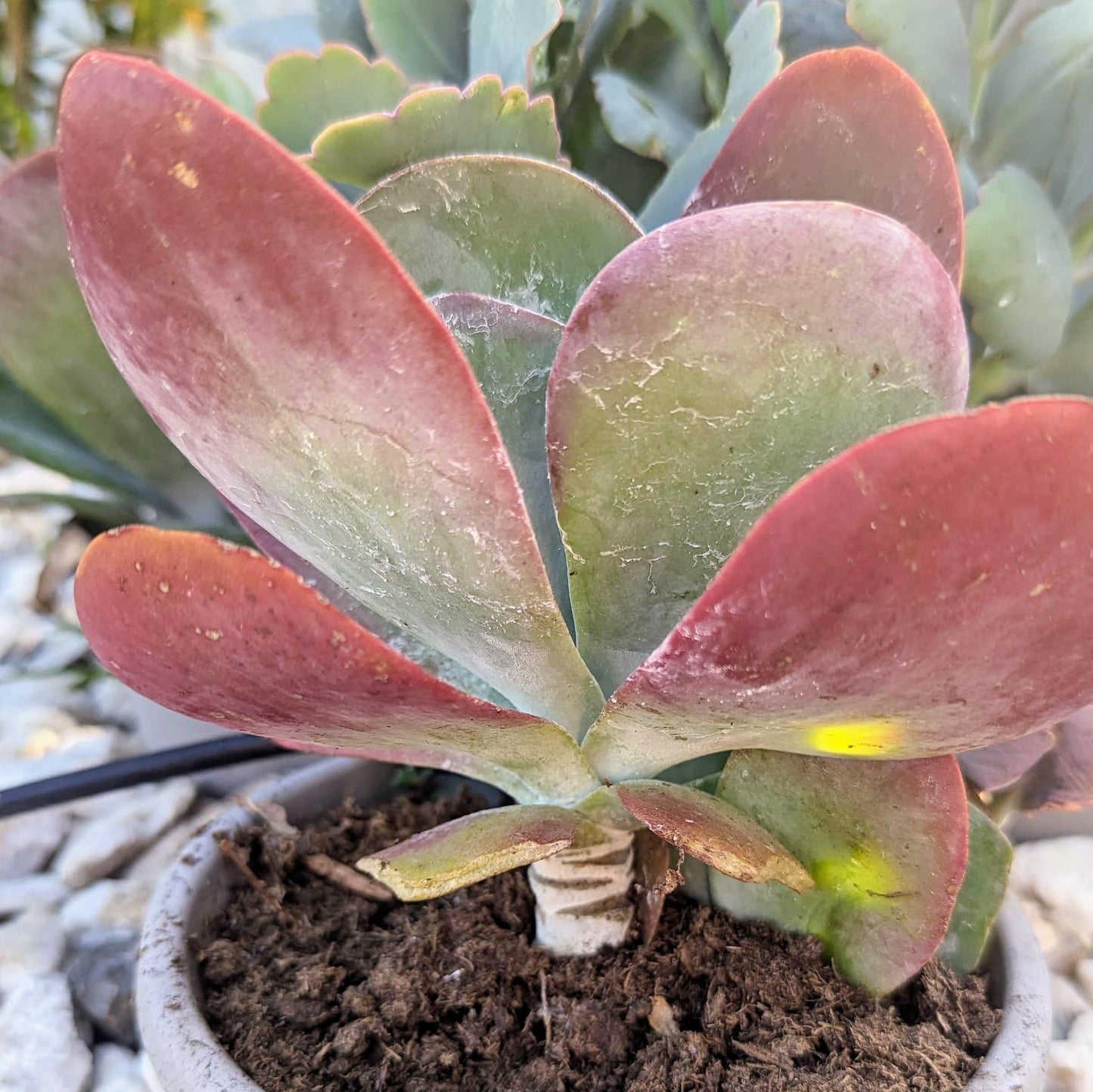 Blissful Kalanchoe Flapjack Succulent Live Plant 4–6" with 3 Leaves – Paddle Plant, Easy Care, Drought Tolerant, Indoor Outdoor Houseplant, Red Edged Leaves, Home Office Decor, Unique Gift