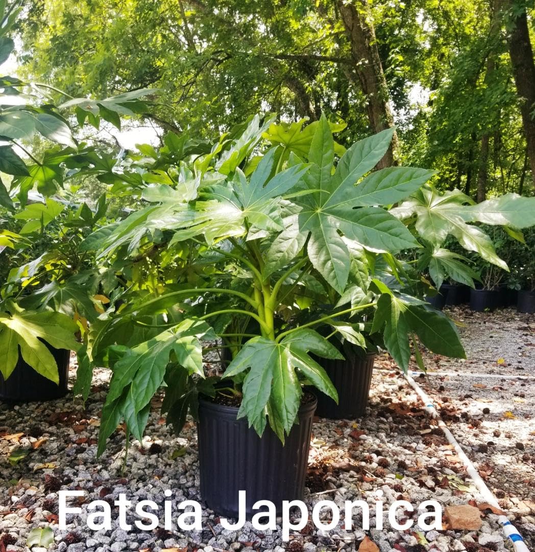 Fatsia Japonica (Japanese aralia) - Live Plant - 2 Gallon Pot