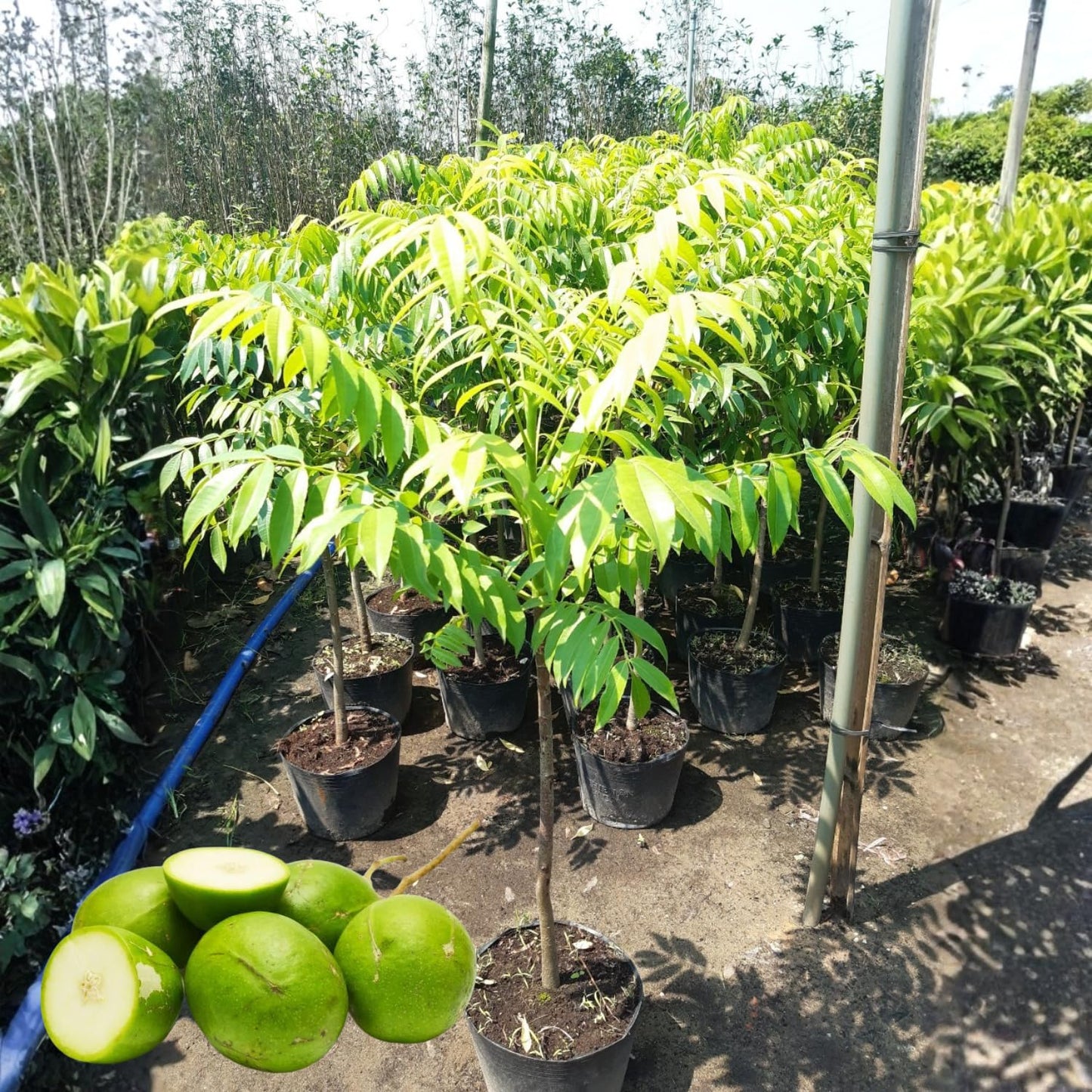 Thai June Plum Tree Live Plant in 3 Gallon Pot, 2-3 Years Old Well-Rooted, Ready to Transplant Outdoor, Fast-Growing