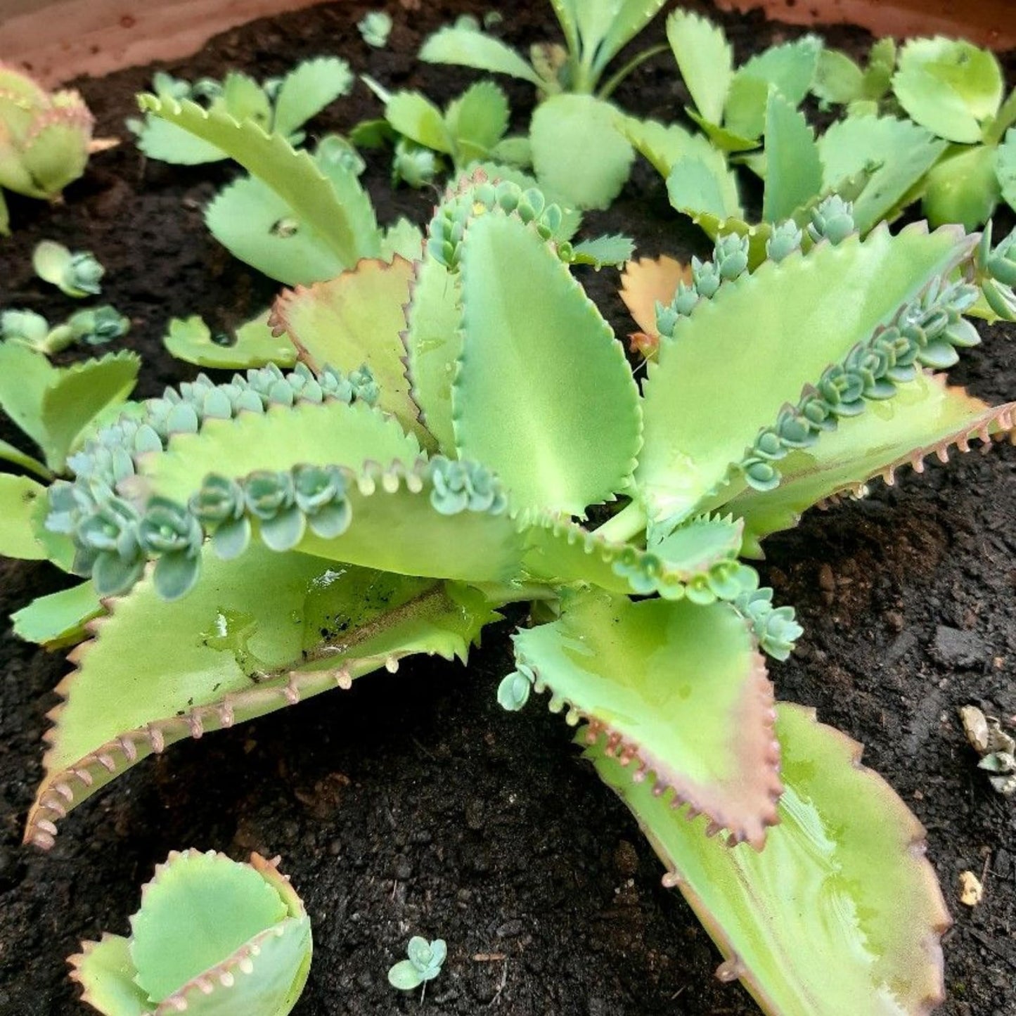 Mother of Thousands Plant, 2 Inch Pot Kalanchoe Plant, Kalanchoe Mother of Thousands Plants Live Potted Houseplants Succulent