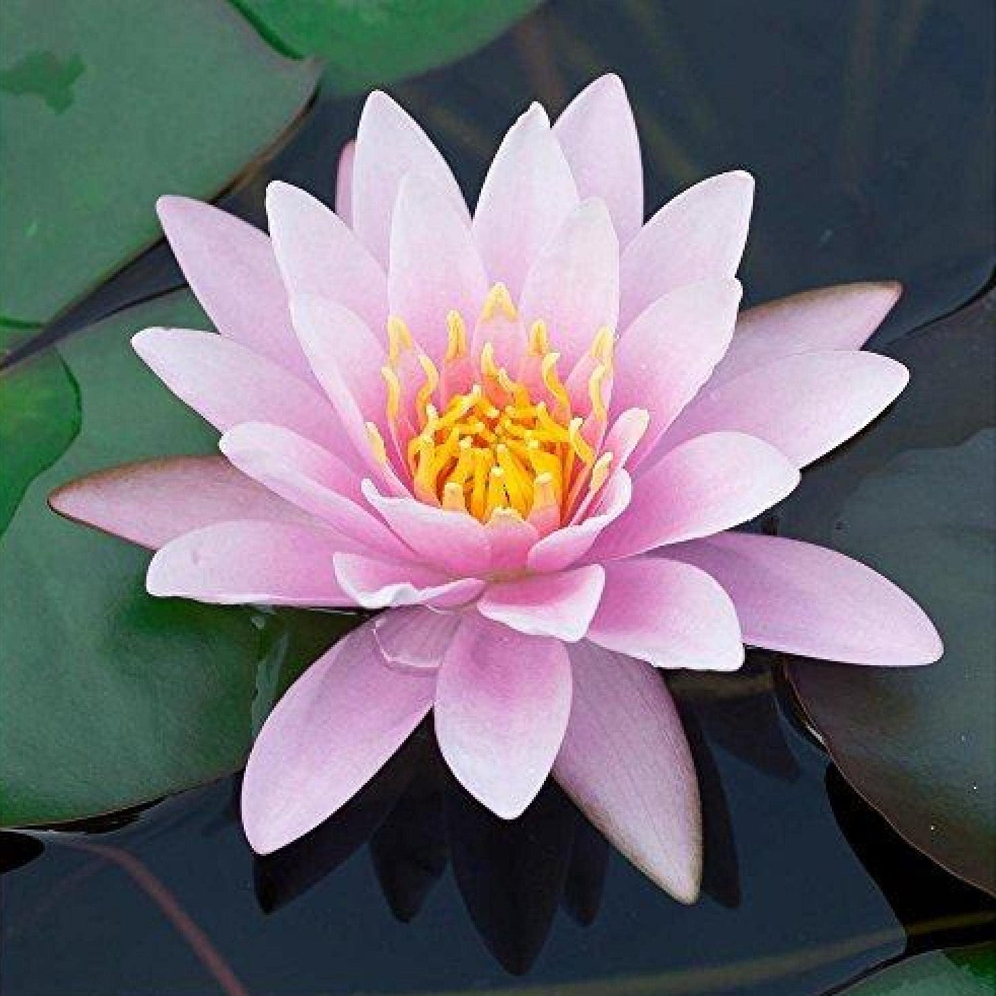 Chalily Water Lily Aquatic Plants Live Lilies Real Small or Big Pond Plant Lilly Ponds Cold Hardy Pads Grow waterlillies Flowering rhizomes Outdoor lilys Waterlily Lillies pre Grown lillys pad Pink