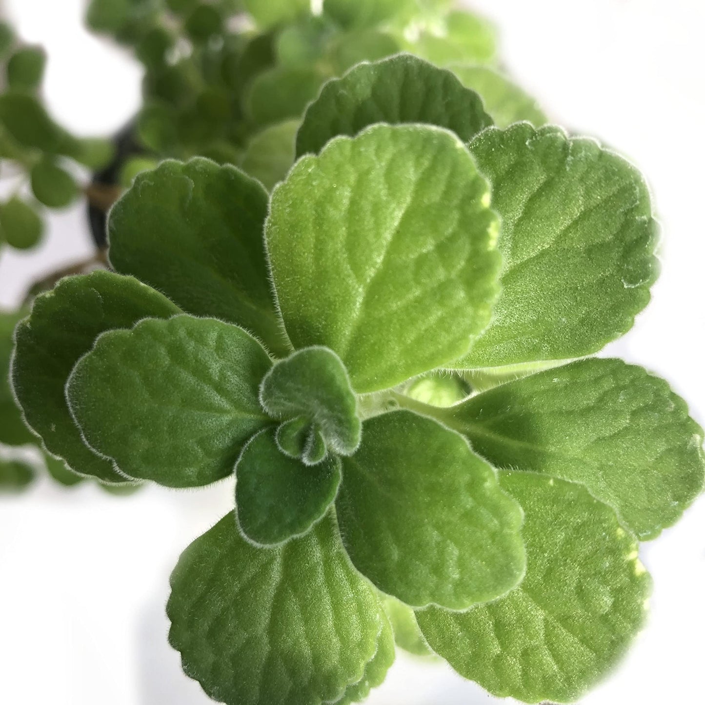 Organic Vicks Plant (Plectranthus tomentosa) in 2.5 inch Pot by Smoke Camp Crafts