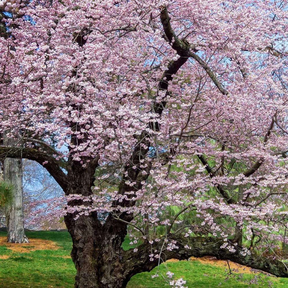 Cherry Blossom Tree, Live Ornamental Tree 6-12" Tall in Pot, Beautiful Spring Blooms for Outdoor Planting (Light Pink Cherry Blossom)