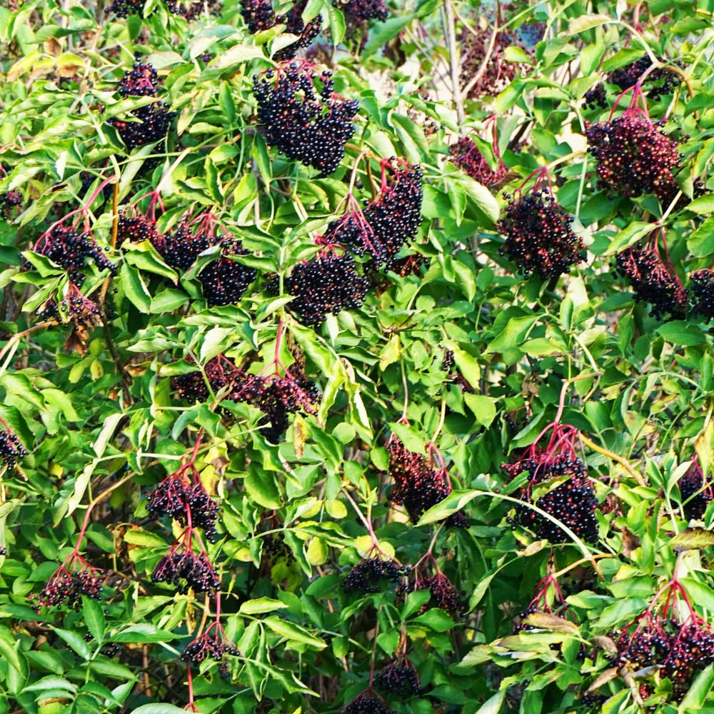 Black Elderberry Plant, Elderberry Bushes Live Plant, 2 to 3 Feet Tall, Edible Berry Bush for Perennial Garden, 1 Gallon Pot