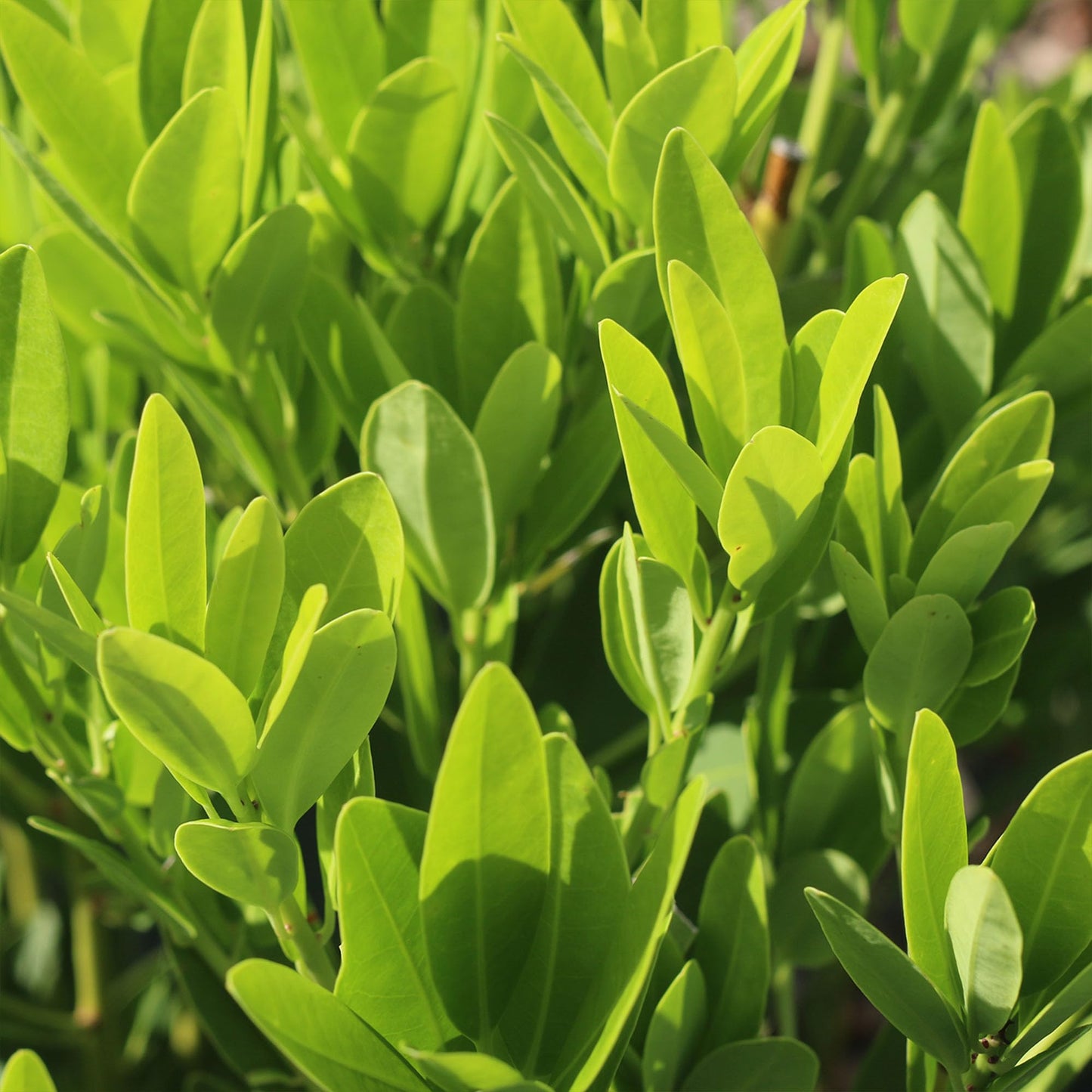 Perfect Plants Ocala Anise 1 Gallon | Live Shrub for Landscaping | Evergreen & Provides Privacy
