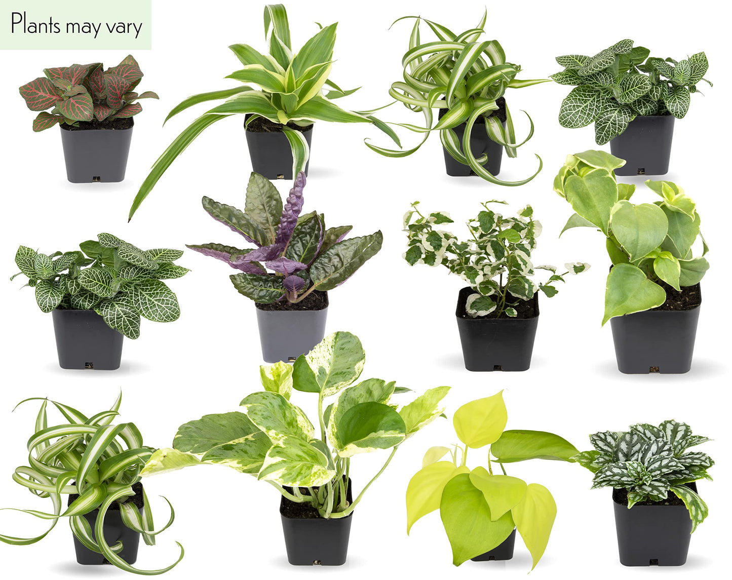 Easy to Grow Houseplants (48 Pack) Live House Plants in Plant Containers, Growers & Easy to Grow Houseplants (Pack of 6), Live House Plants in Containers, Growers Choice Plant Set in Planters