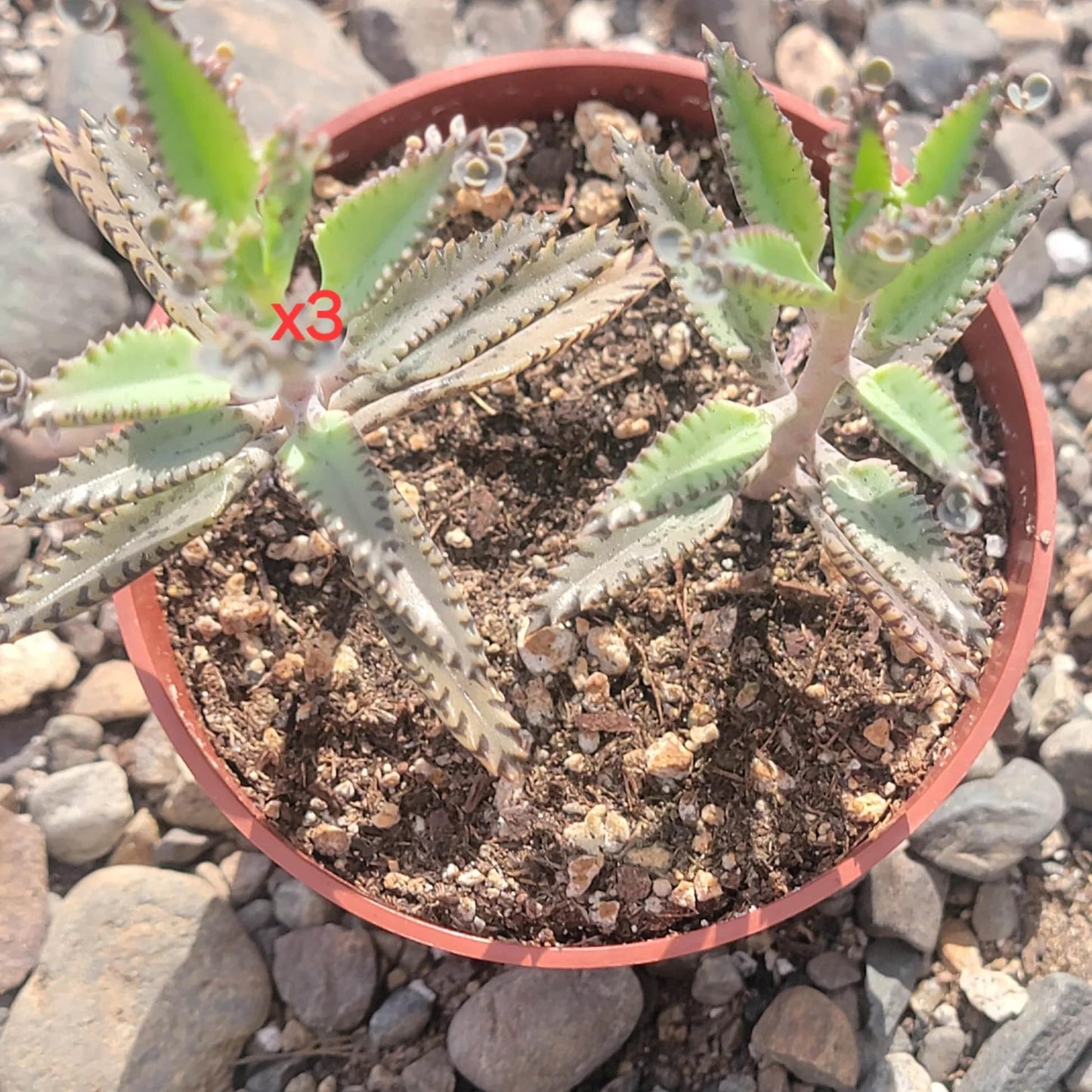 Mothers of Thousands Kalanchoe Live Plant 3" to 5" Tall Starter, Kalanchoe Succulent