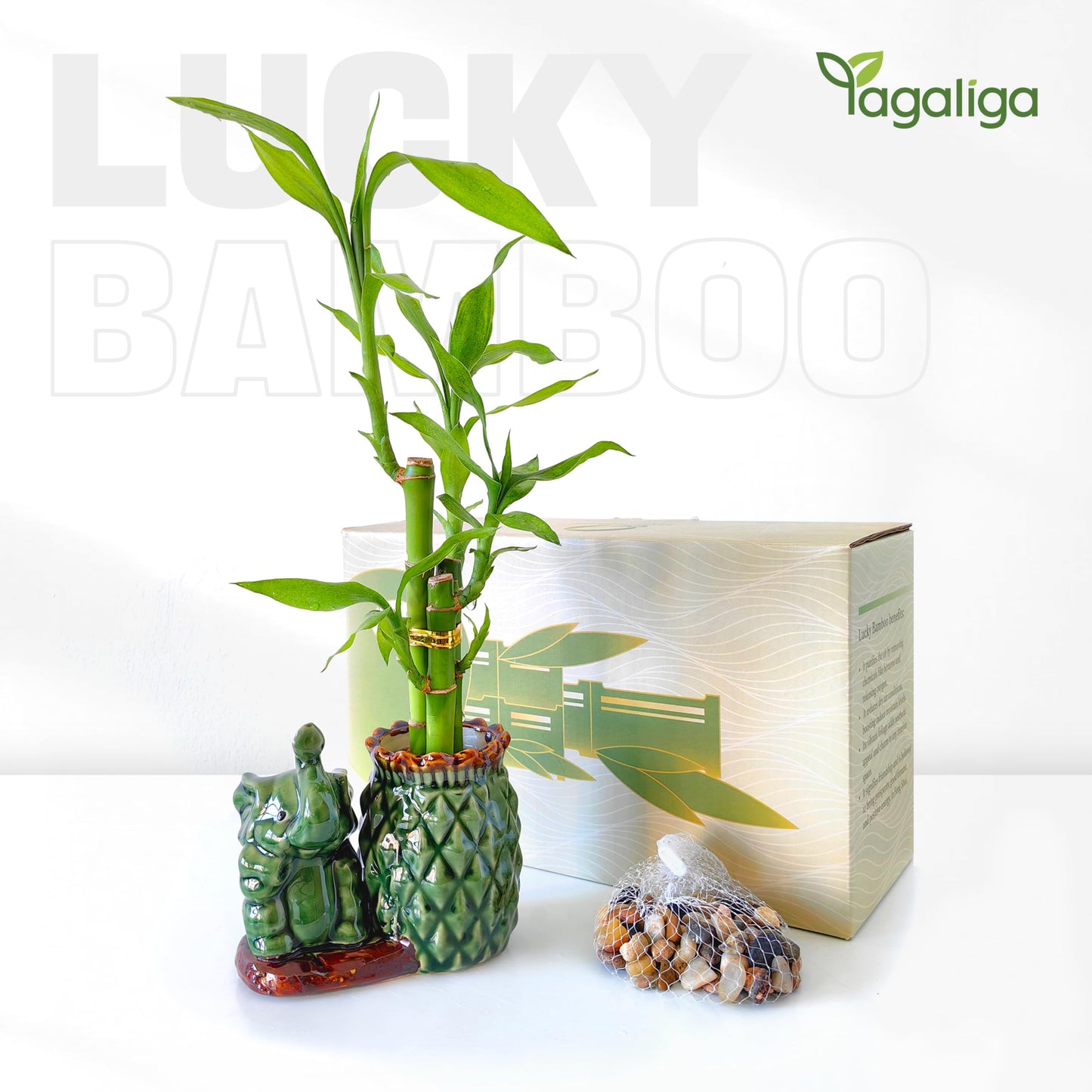 Yagaliga Lucky Bamboo 3-Stalk (2×6″ + 1×8″) Live Indoor Plant Set – Elephant & Pineapple Ceramic Pot with Pebble Bag