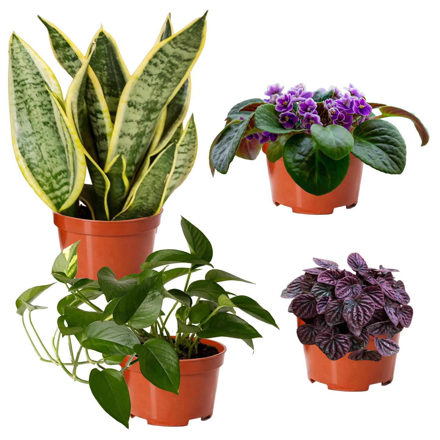 Easy to Grow Houseplants Mix Pack of 3 Full Size Potted Plants - Established & Rooted in 4" Quart Pots, Growers Assorted Mix of Air-Purifying Large Plants (Not Starter Plugs)