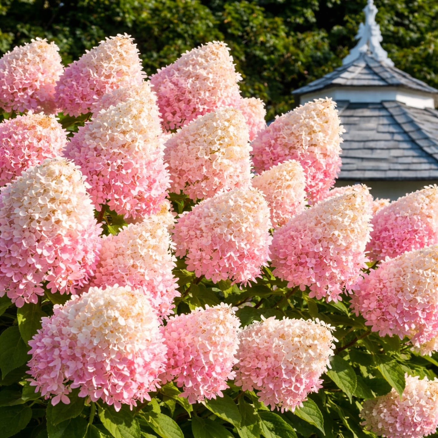 Pee Gee Hydrangea Live Plants – Hydrangea Paniculata ‘Grandiflora’ – Large Pink & White Cone-Shaped Blooms – Hardy Flowering Landscape Shrub – Live Garden Plant (1 Plant)