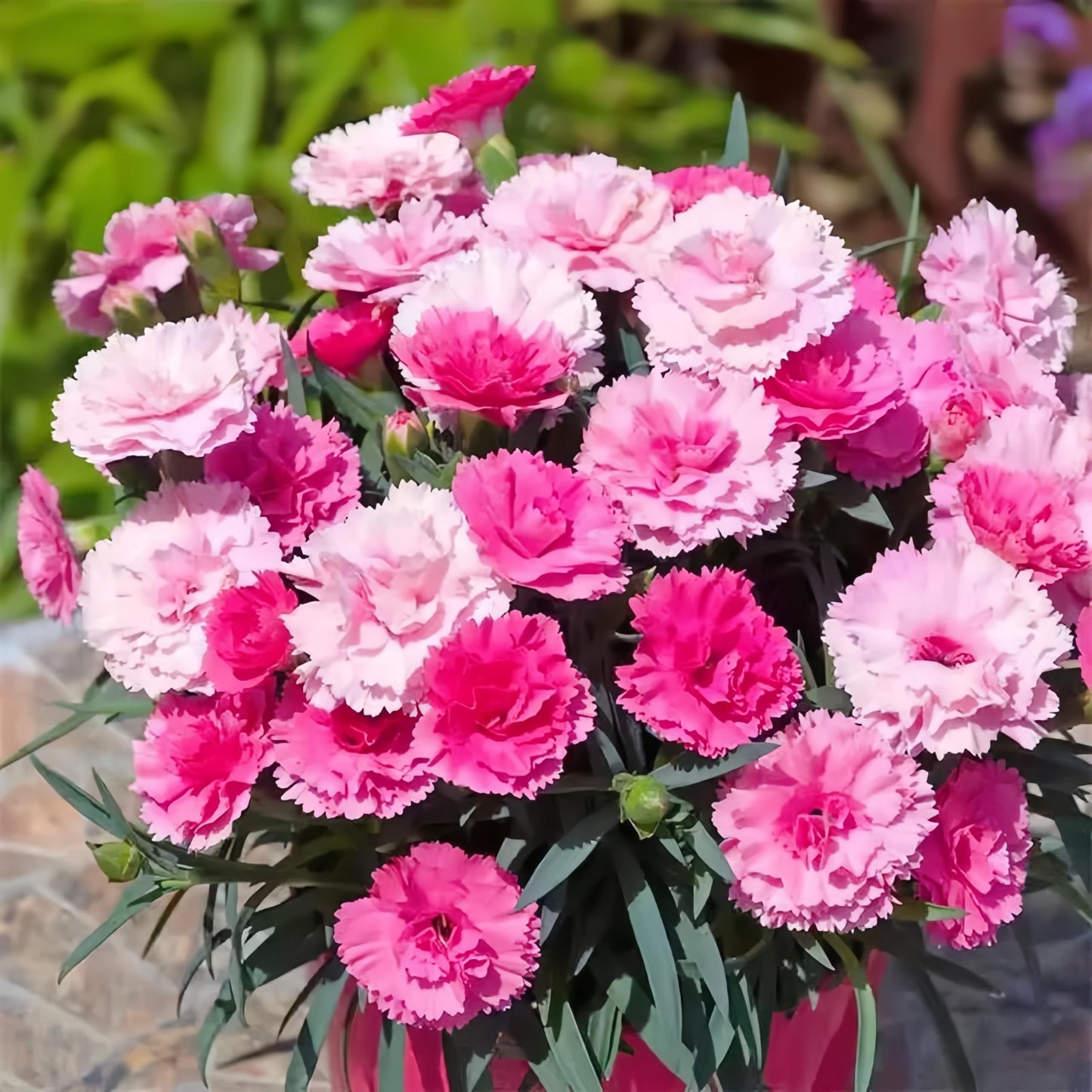 2999 PCS Carnation Flower Seeds for Planting – Dianthus Vibrant & Fragrant Blooms, Long-Lasting Flowers for Home Gardens, Flower Beds, Borders & Patio Containers