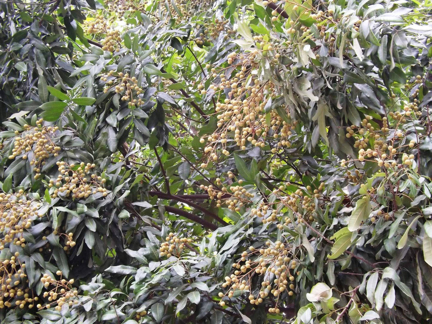Longan Tree - Live Plant in a 10 Inch Growers Pot - Dimocarpus Longan - Tropical Fruit Trees for The Patio and Garden