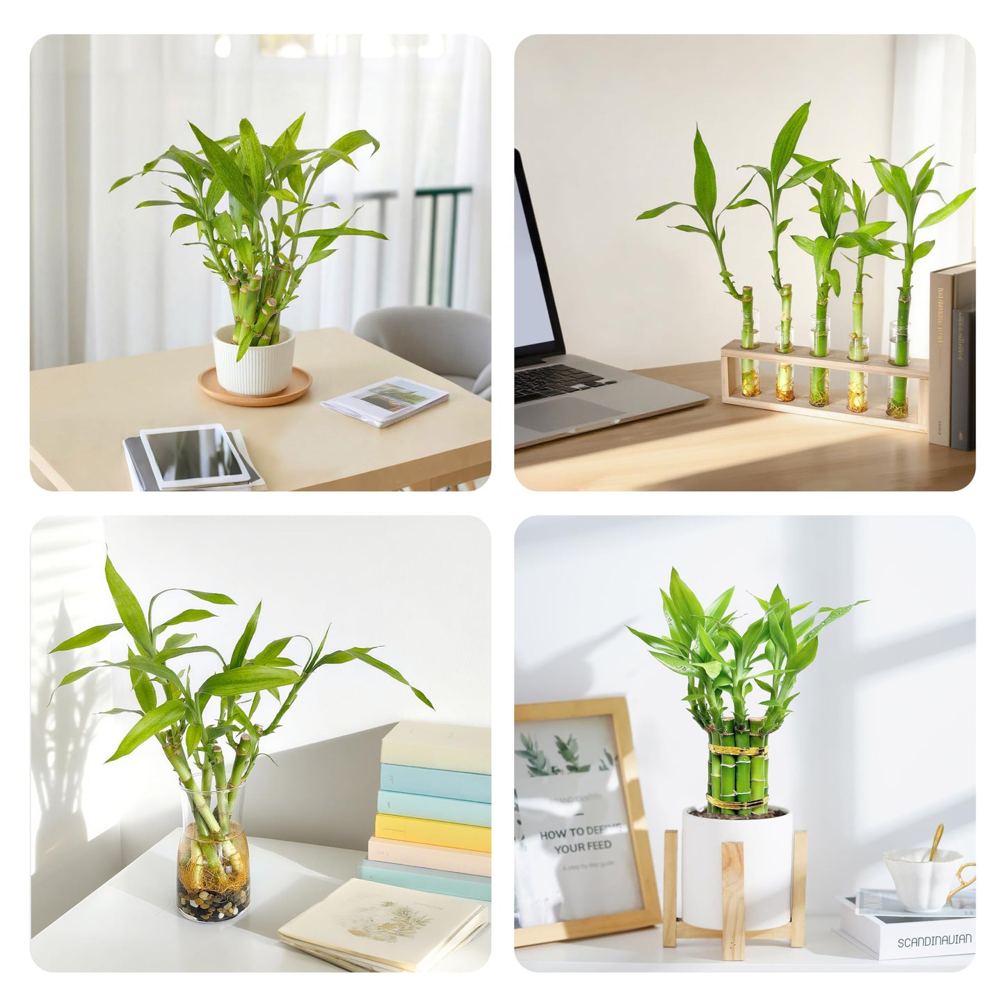 Lucky Bamboo Plants Live Indoor (10 Stalks, 8 Inch) - Fresh House Plants for Office Desk, Home Decor, for Positive Energy, Prosperity & Easy Care