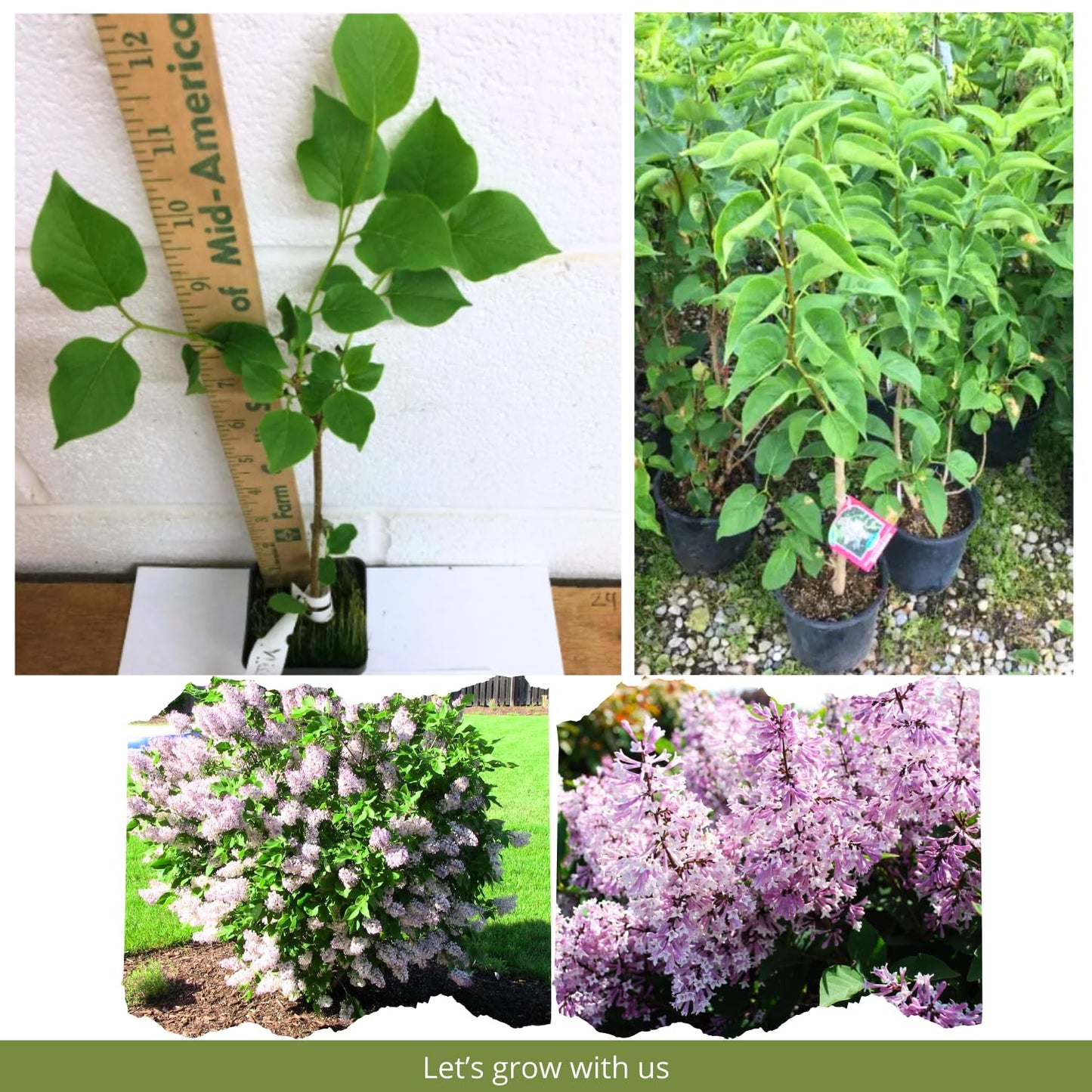 Lilac Live Plant in Pot, Hardy Shrub with Reblooming Blossoms, 1-2 Year Old Plant, Dormant in Winter, Fragrant Flowers (Lavender Lilac)