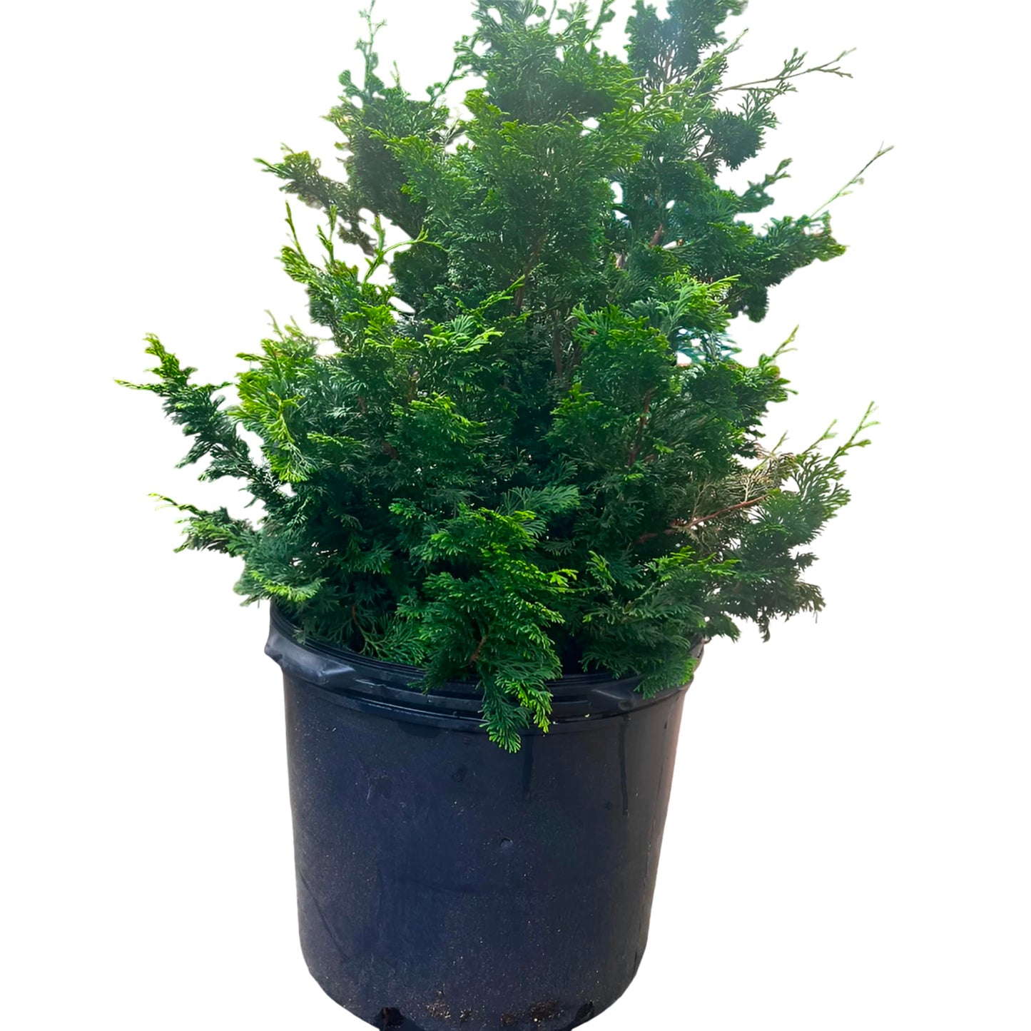 Slender Hinoki Cypress, Live Japanese Evergreen Plant, Outdoor Garden Tree in Black Nursery Pot (3 Gallon/Potted/Set of 2 Plants)
