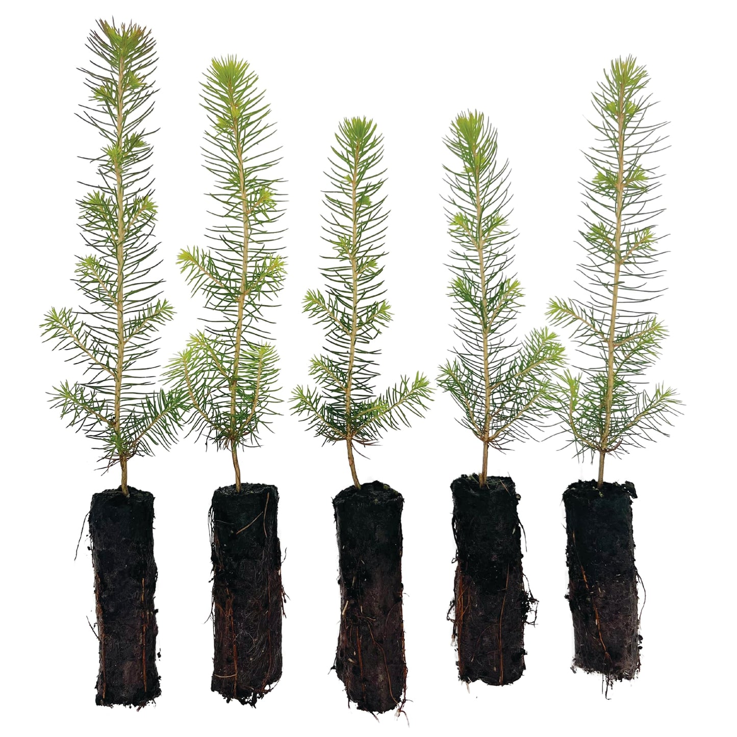 Norway Spruce Tree Seedling Plugs | 6"-12" | Arbor Day Foundation (5-Pack)