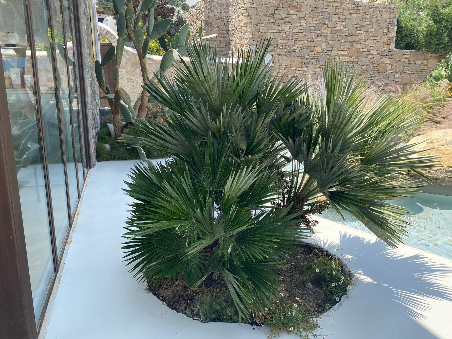 European Fan Palm Tree Multi - Chamaerops Humilis, Cold Hardy Mediterranean Palm, Drought-Tolerant Ornamental Plant for Patios, Gardens, and Landscapes (2gal Pot, 1-2ft)