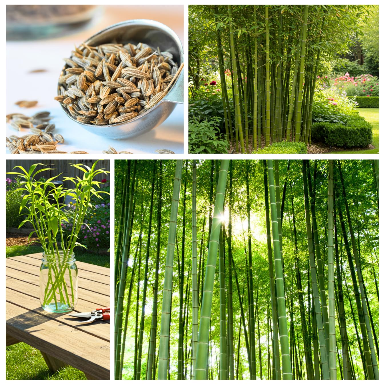 420 Giant Bamboo Seeds for Planting - Fast Growing Bamboo Ideal Privacy Screen, Windbreak, Garden Accent or Landscaping – Easy Planting - Striking Dark Stems