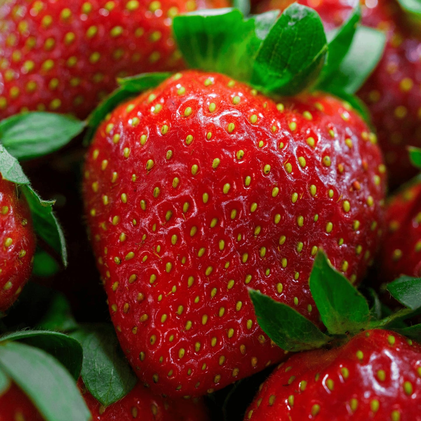 20 Chandler Strawberry Plants - Bare Root June Bearing Strawberries from Hand Picked Nursery