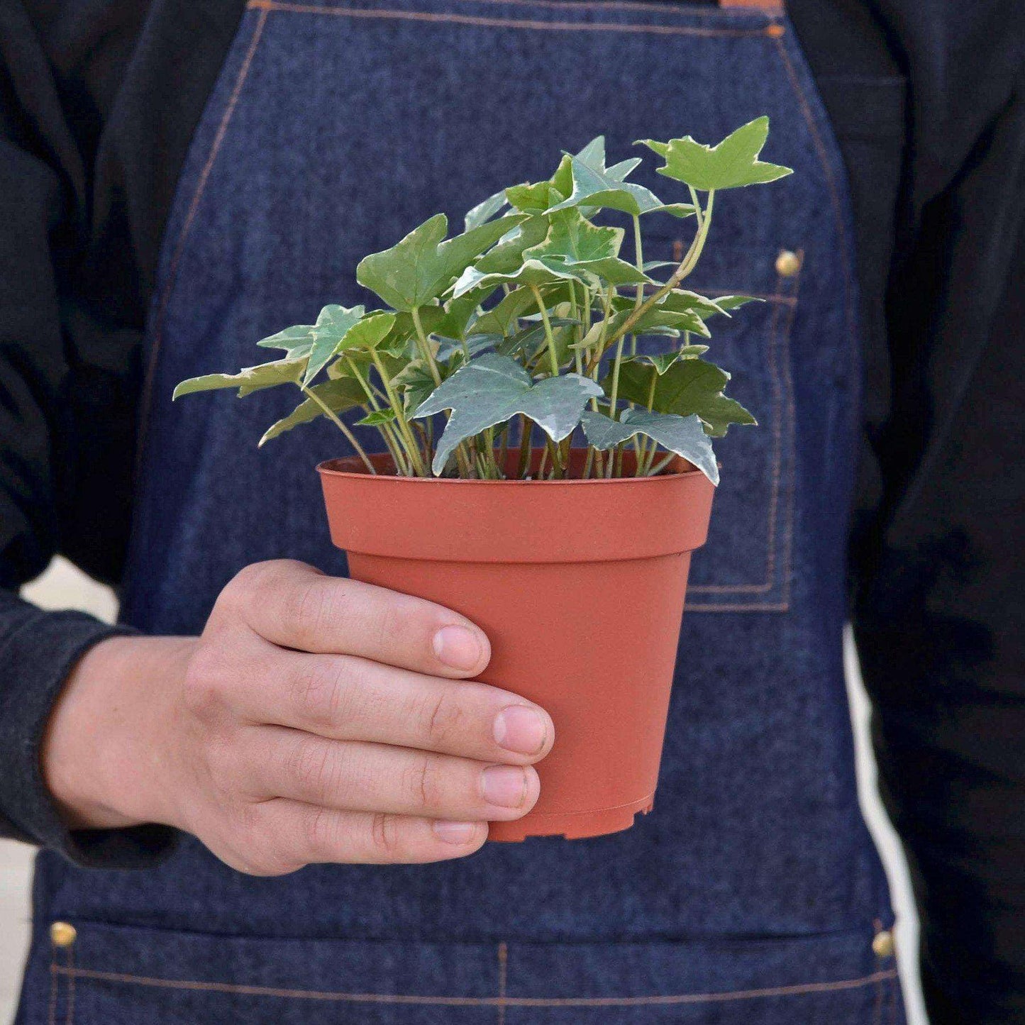 English Ivy 'Glacier' Live Plant for Indoor | Different Houseplants in 4'' & 6'' Pot | Real House Plant for Living Room, Office, Desk & Bathroom | English Ivy | Common Ivy