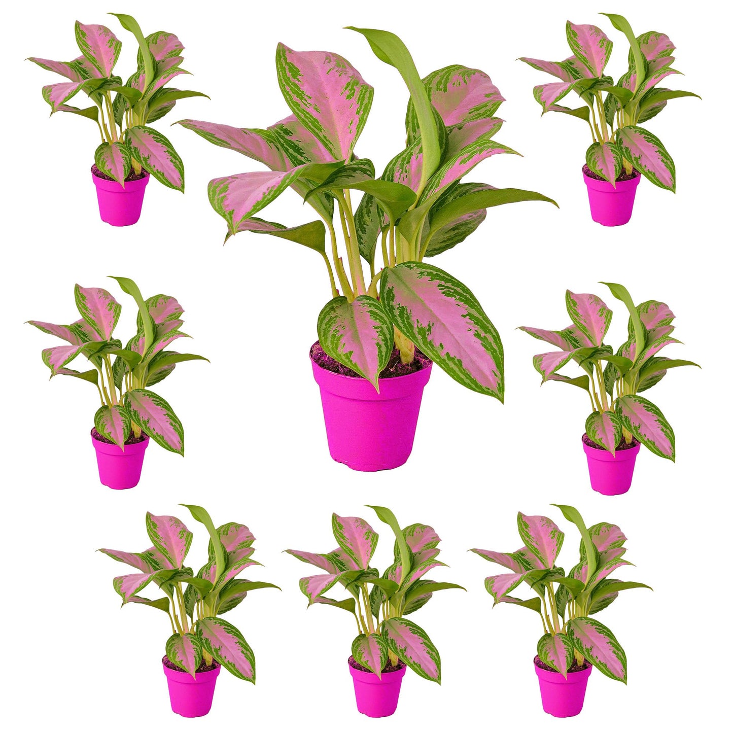 8 Pack Chinese Evergreen 'Silver Bay' in 6in Pot - Live Plants Tropical Houseplants | Variegated | USA Growers | The Snobby Leaf