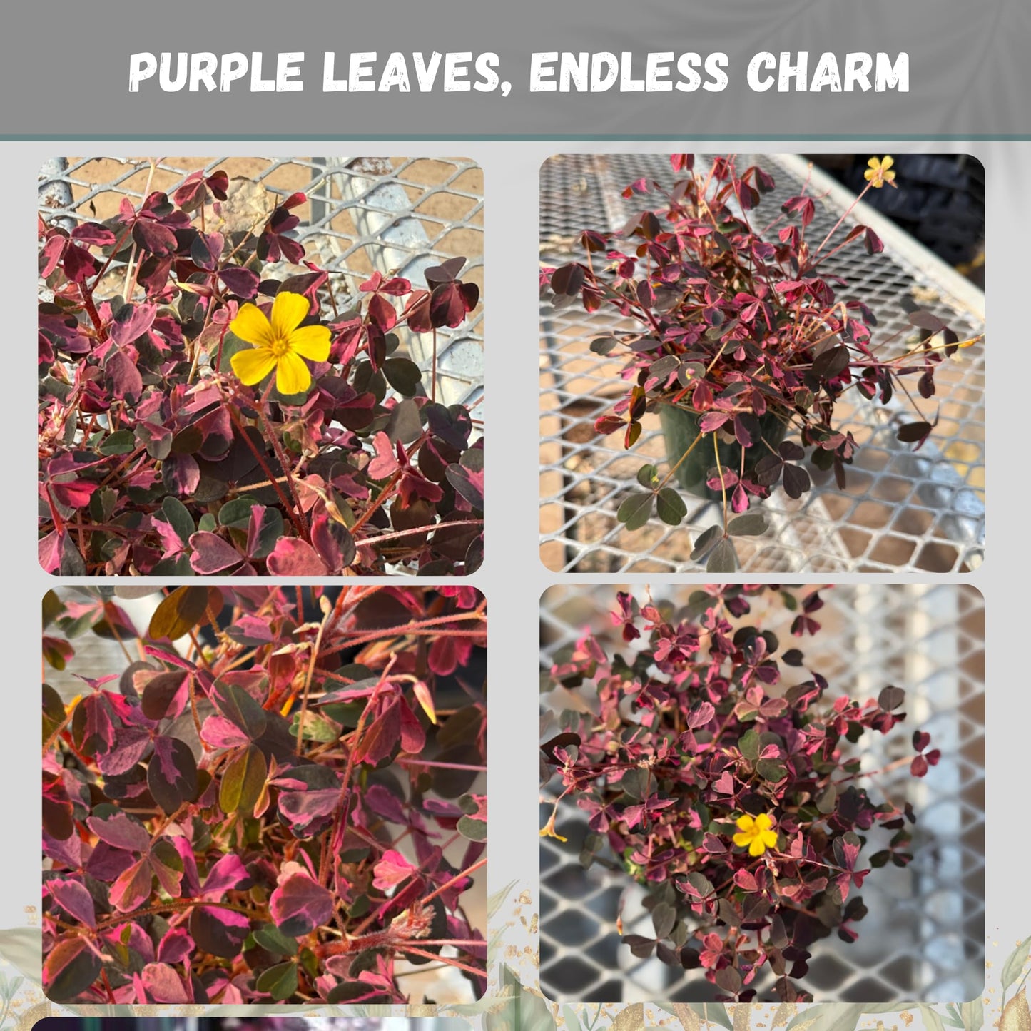 Oxalis Plum Crazy Live Plant in 4-Inch Pot - Unique Purple & Green Triangular Foliage, Easy Care Indoor/Outdoor Plant for Home Décor, Garden, and Gift Giving (Heat Pack Included)