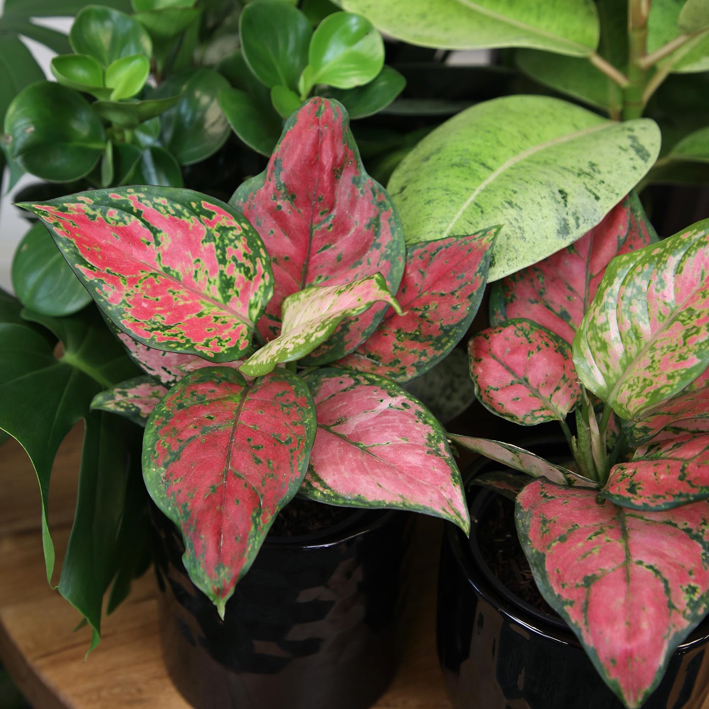Live Aglaonema Chinese Evergreen Plant 'Beauty', Indoor Houseplant for Home or Office, Air Purifying Real Indoor Plants for Beginners, Variegated Tropical Houseplants, Easy to Grow