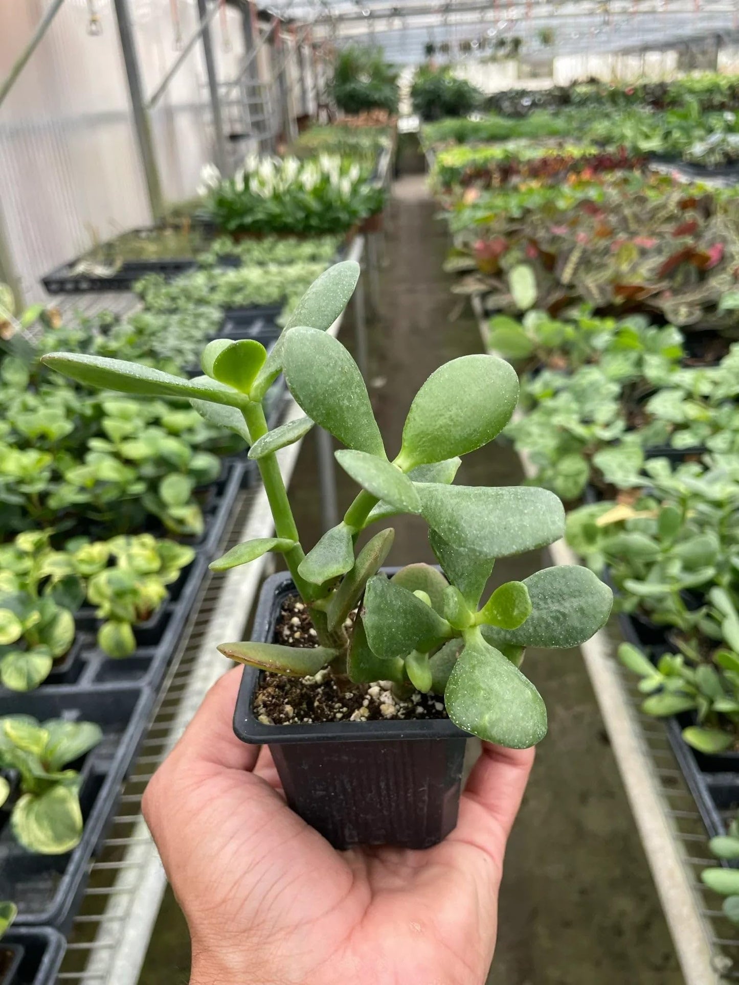 Succulent Crassula 'Jade' | Live Plant for Indoor & Outdoor | for Living Room, Office, Bathroom | (3" Pot)