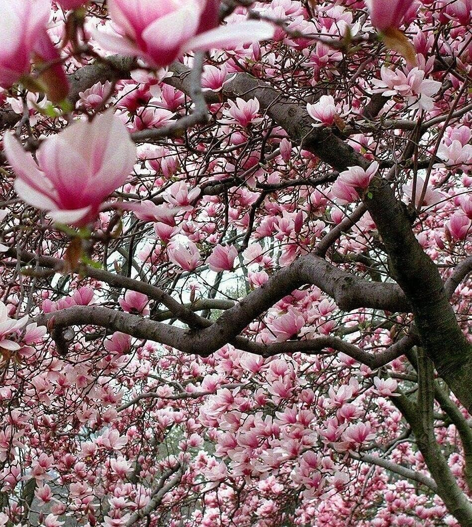 Ann Magnolia Tree/Shrub - 6-12" Tall Seedling - Live Plant/Bush - 2.5" Pot