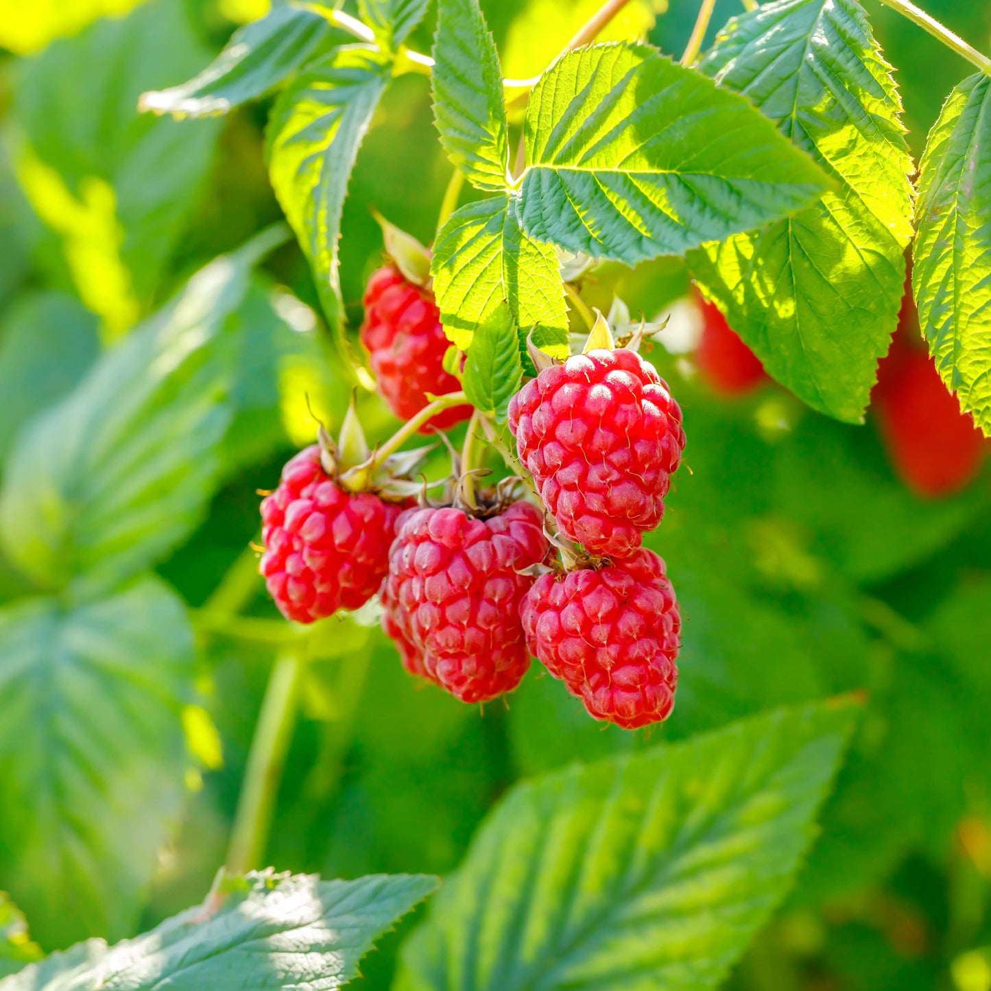 Garden State Bulb Heritage Raspberry Bare Root for Planting, Non-GMO, Spring (Bag of 2)