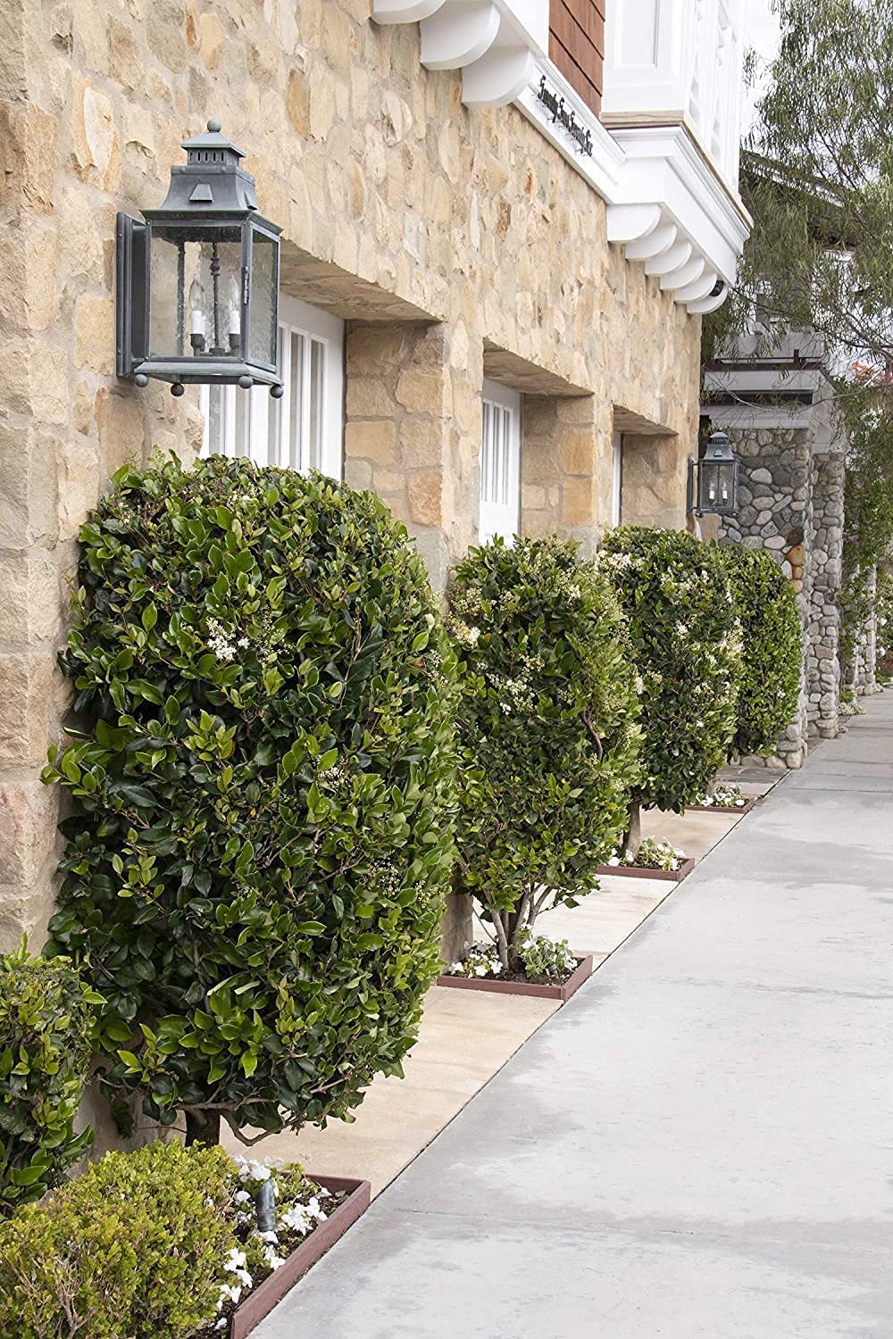Ligustrum Waxleaf Privet | 1 Large Trade Gallon Size Plants | Blooming Evergreen Tree Privacy Hedge