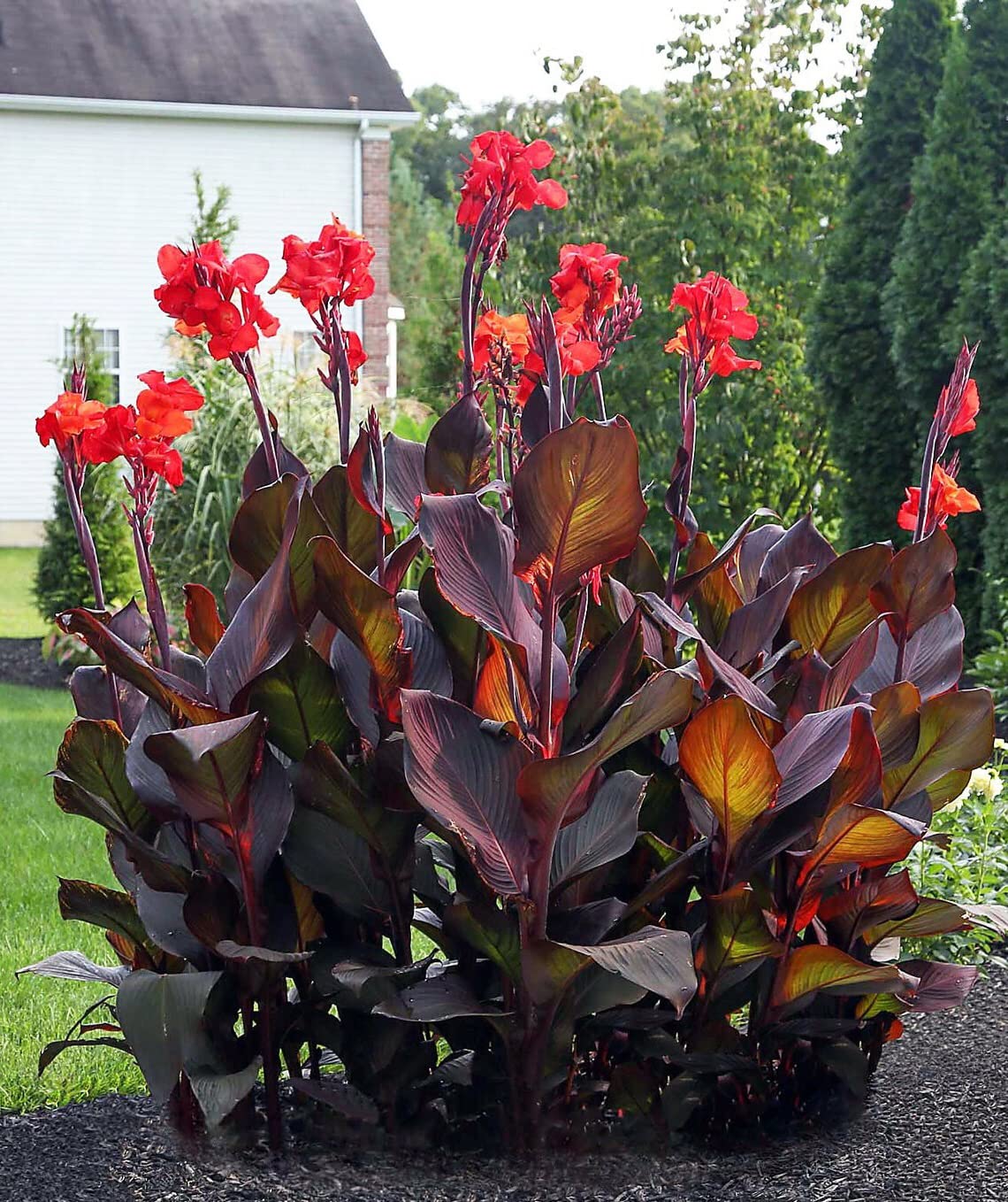 Red King Humbert Canna Bulbs for Planting - Canna Lily, Large Flowering Bulbs | Long-Lasting Blooms, Easy to Grow (2 Pack)