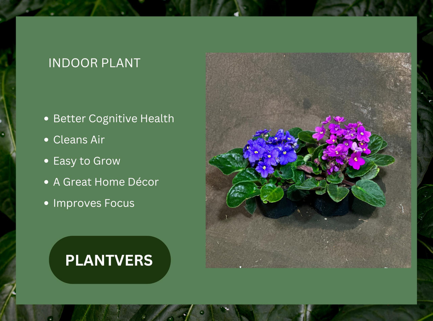 PLANTVERS African Violet in a 4" Grow Pot – Indoor Flowering Plant – Stunning White, Pink, and Violet Blooms – Set of 2 Colors